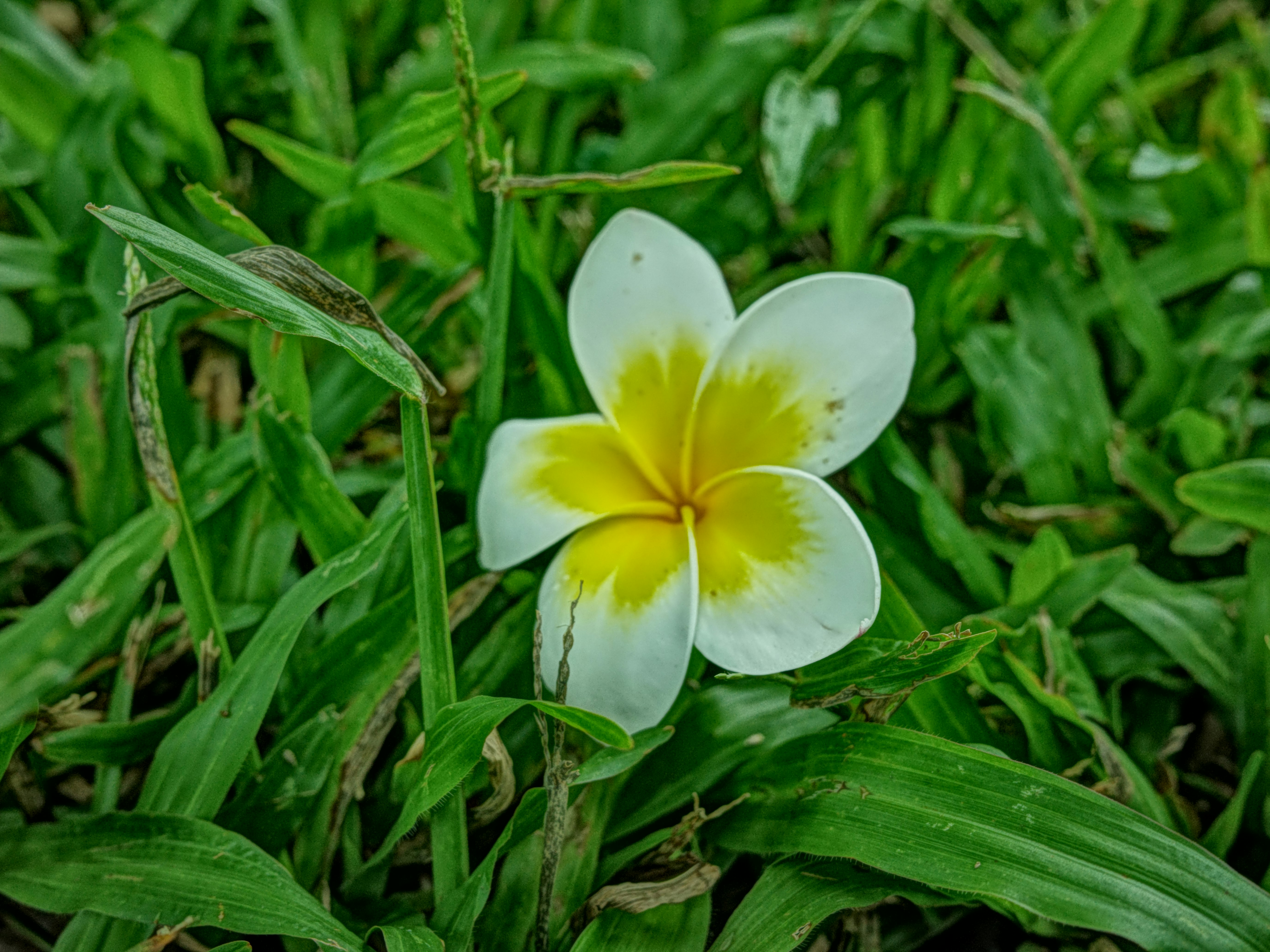 芝生の上に咲く白と黄色の花