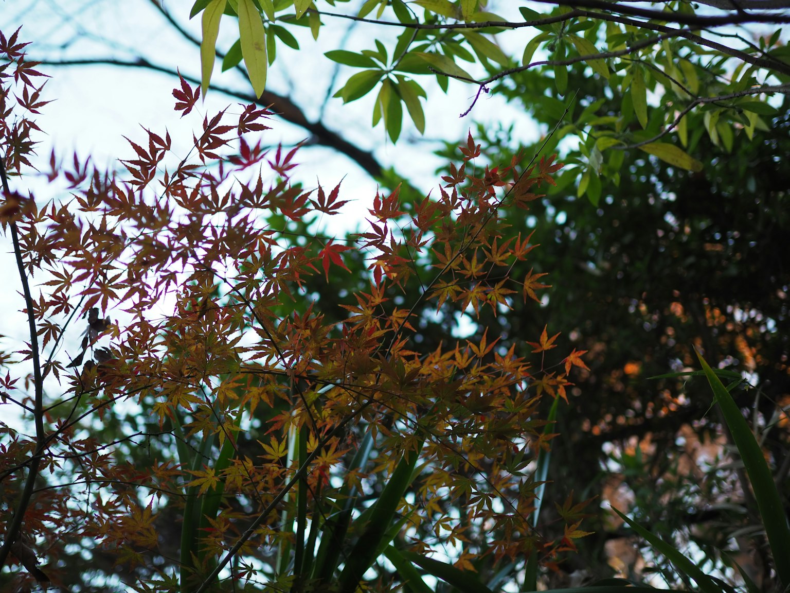 Hojas de otoño coloridas entre árboles con un fondo de cielo azul