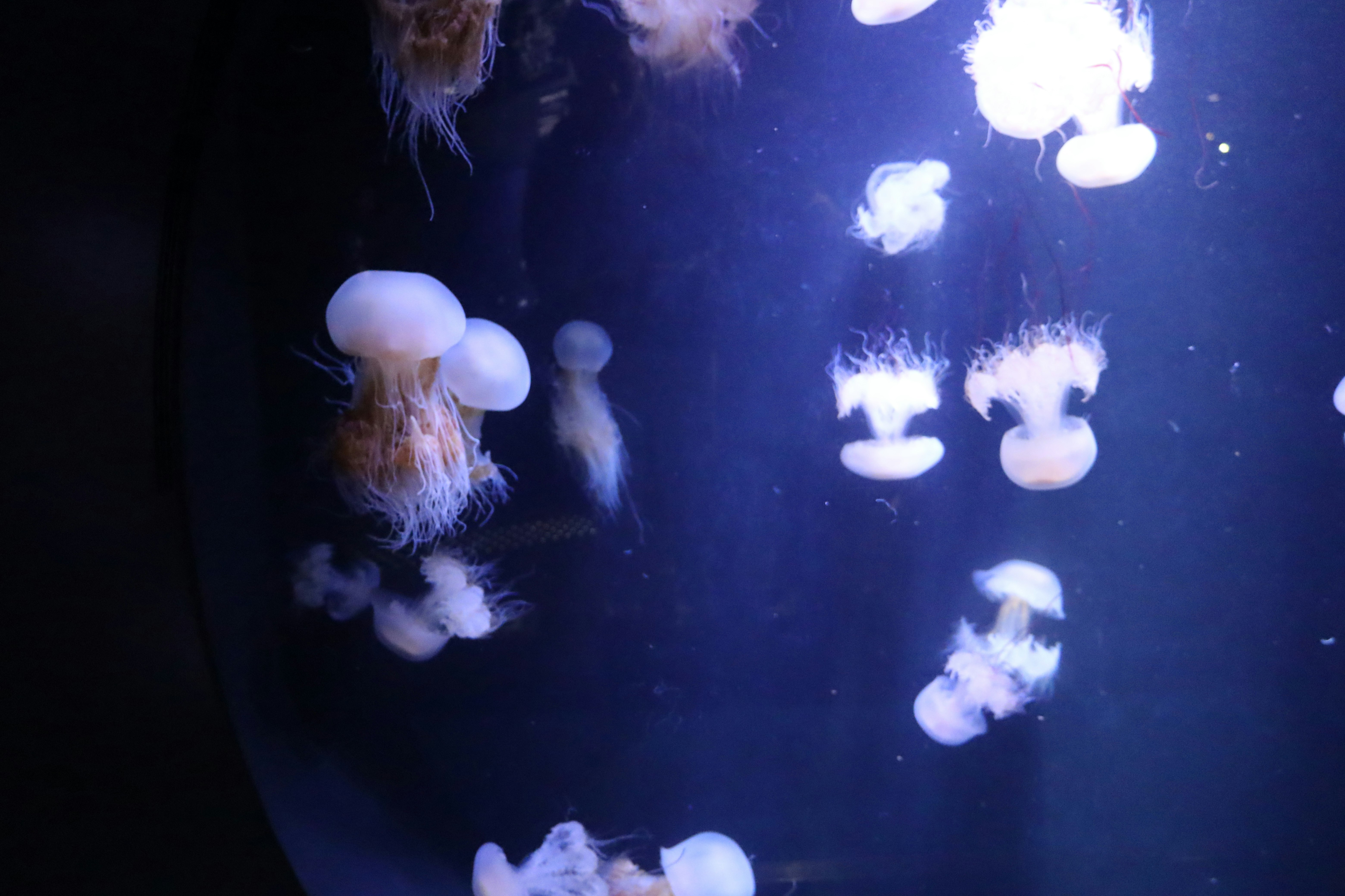 青い照明の水槽で漂うクラゲの群れ