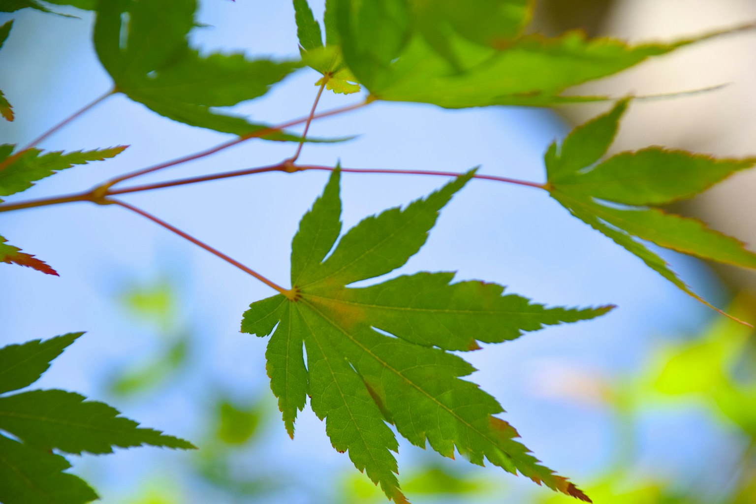 Gros plan de feuilles vertes sur fond de ciel bleu