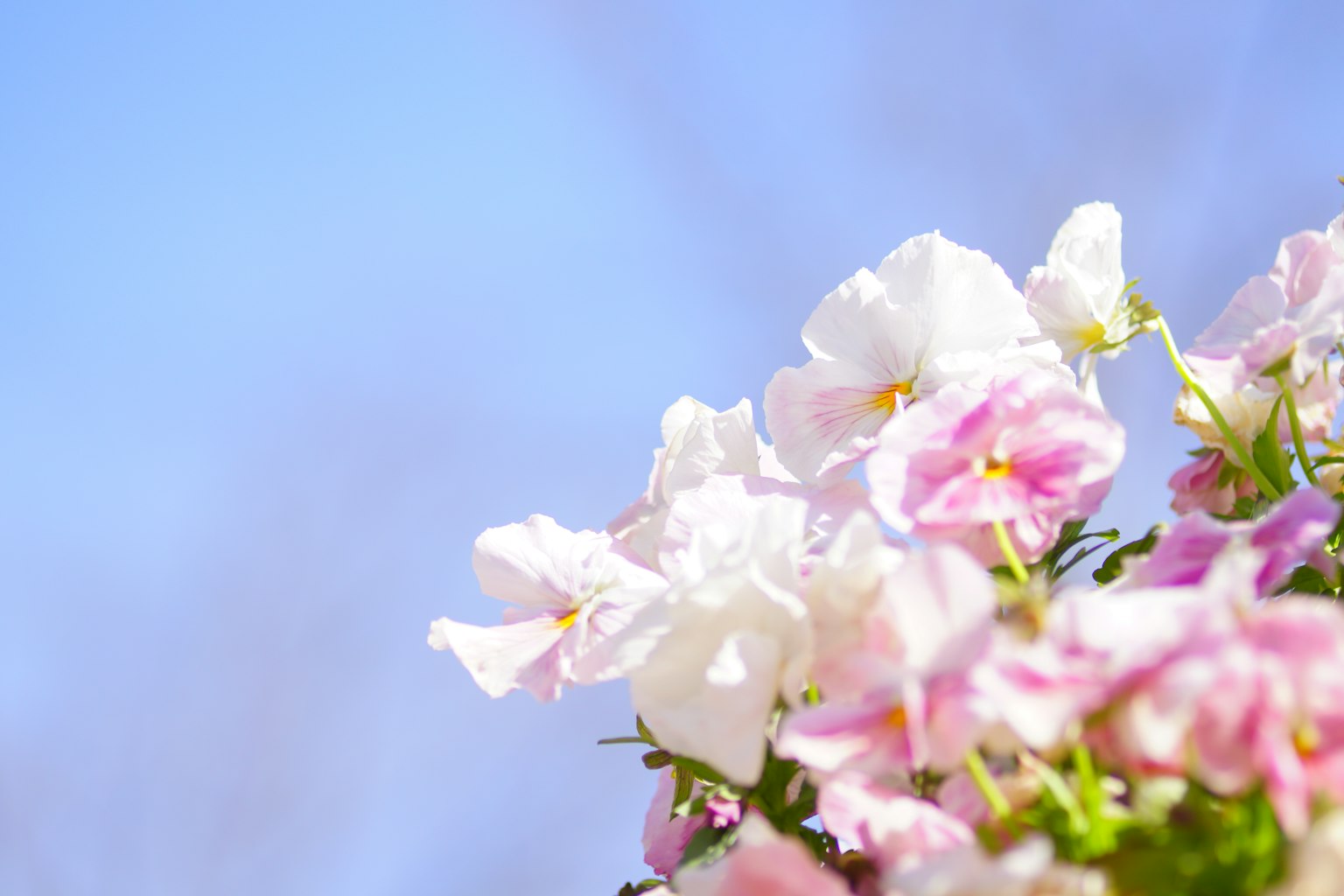 Close-up of pink and white flowers under a blue sky