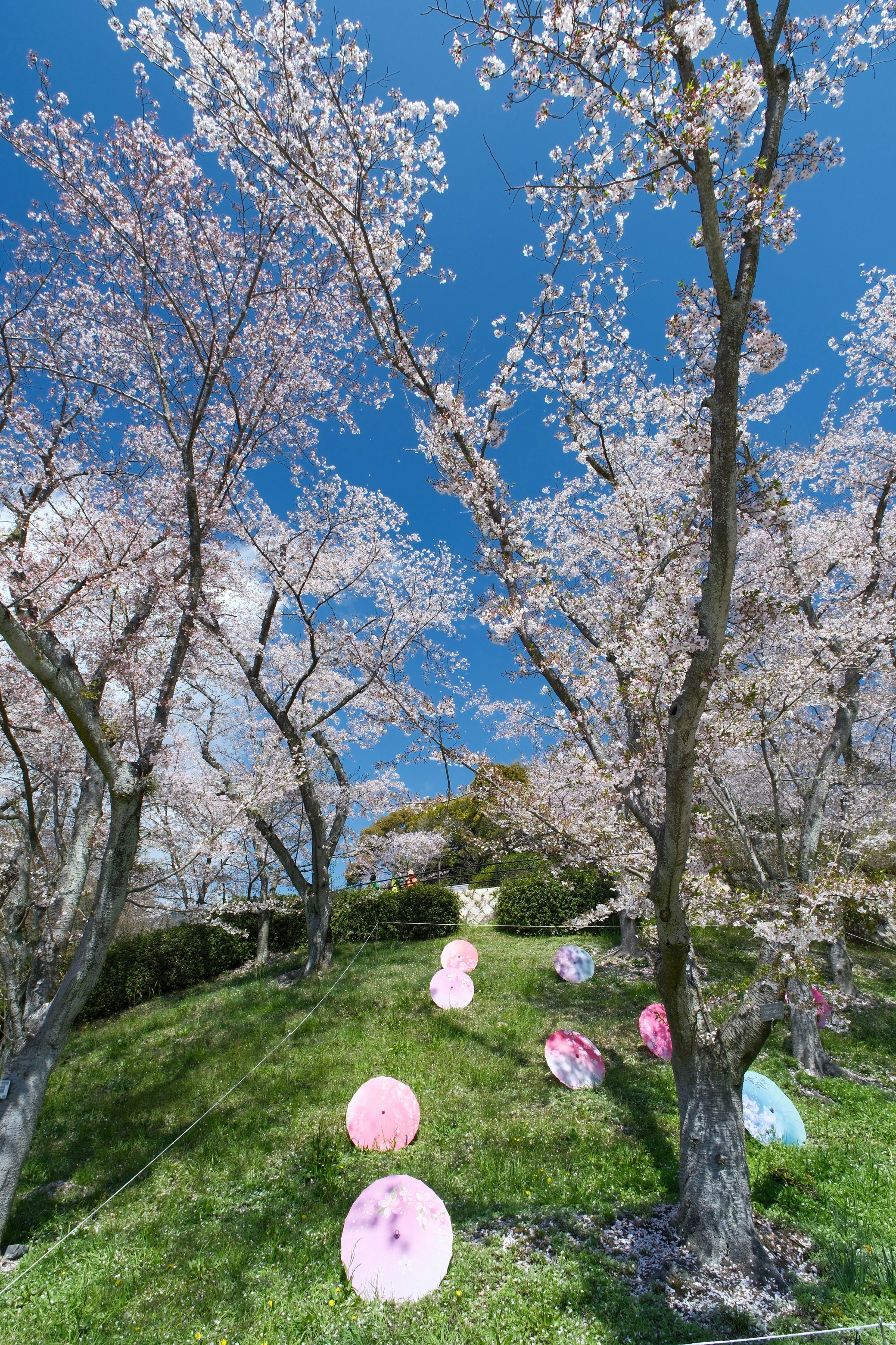 Jalan pohon sakura di Taman Botani Hiroshima dengan dekorasi kelopak bunga merah muda di sepanjang jalur