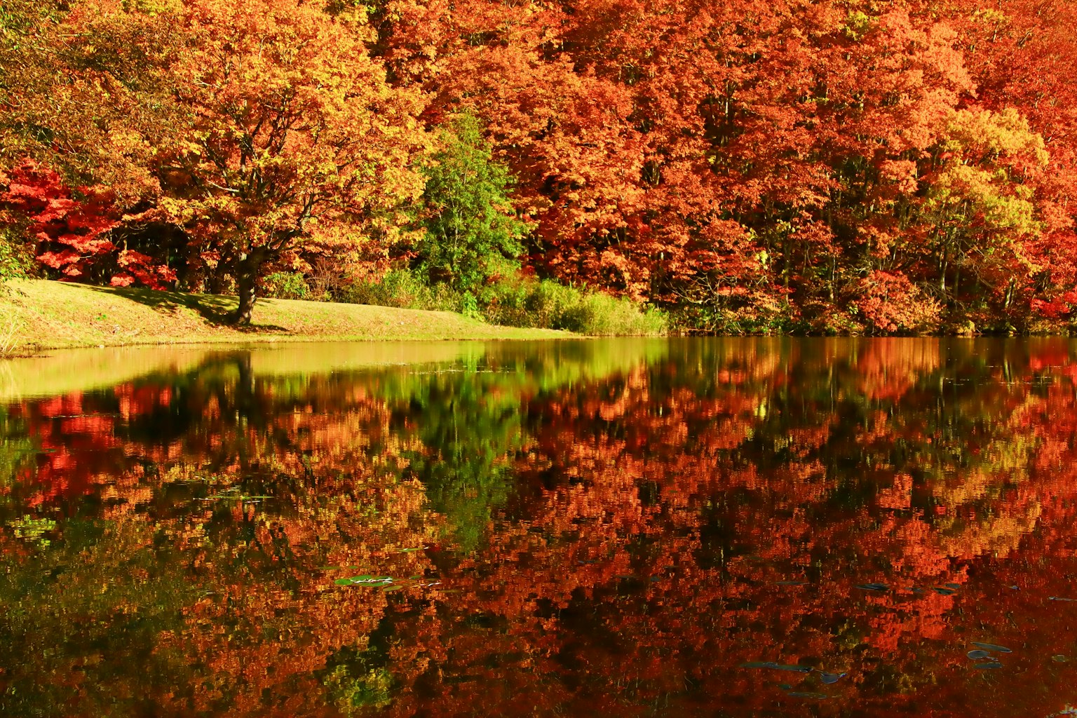 Étang serein reflétant un feuillage d'automne vibrant