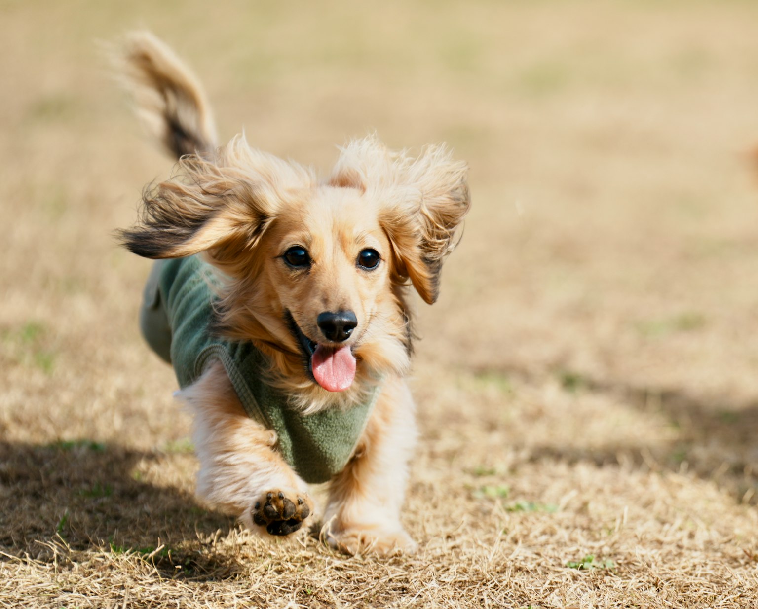 Cane che corre sull'erba giorno soleggiato espressione gioiosa