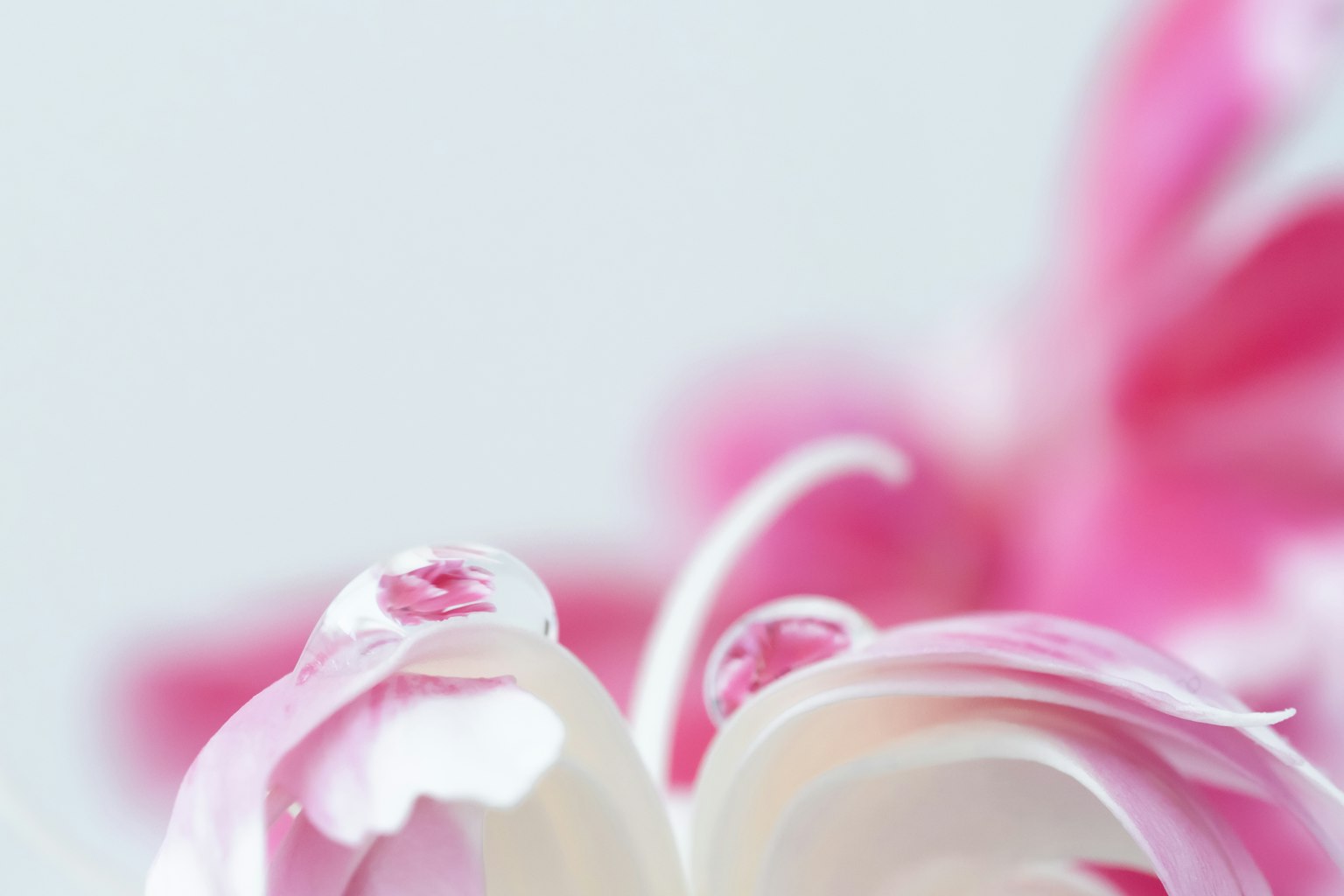 ภาพระยะใกล้ของกลีบดอกไม้สีชมพูและขาว