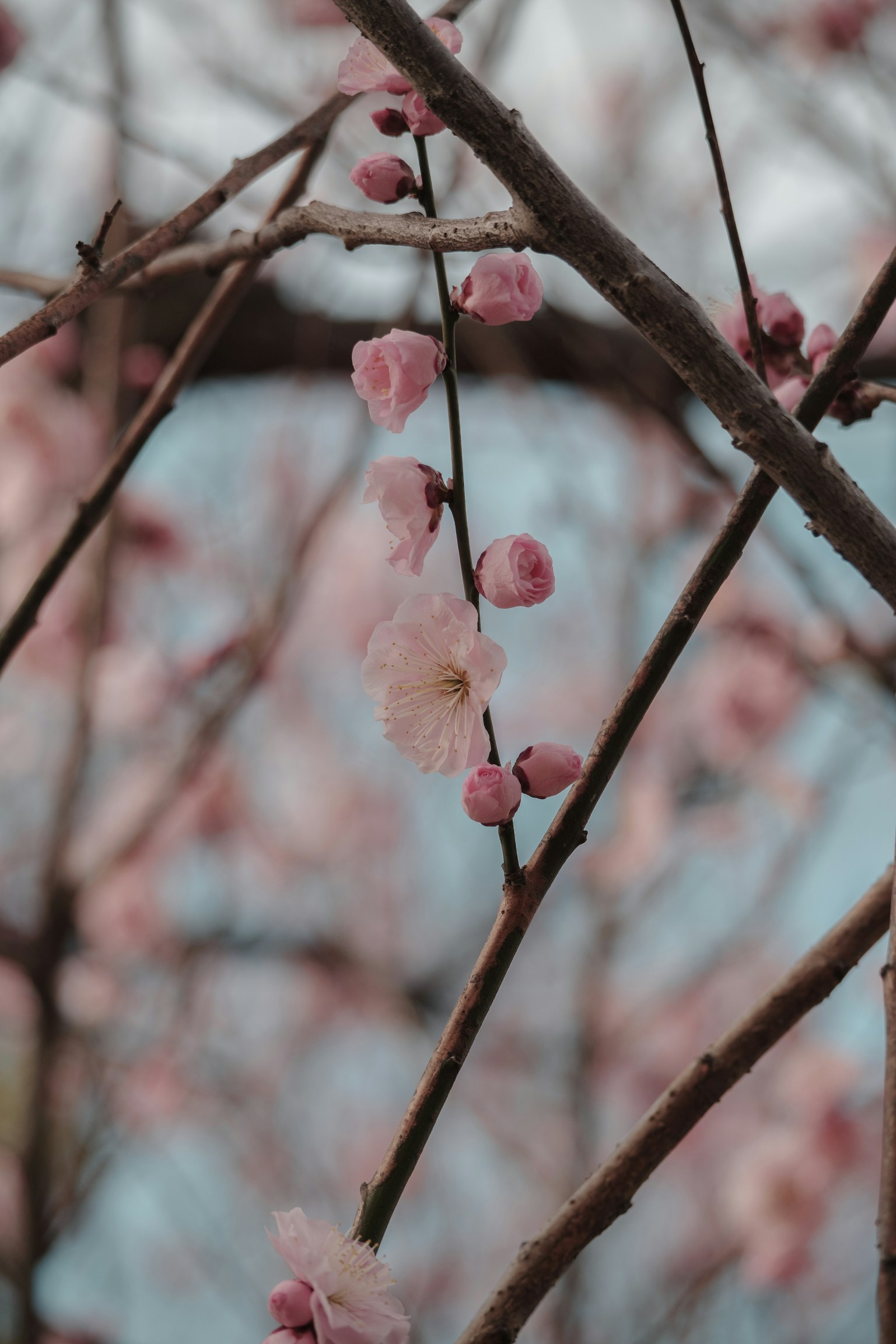Gros plan sur des branches avec des fleurs roses en fleurs