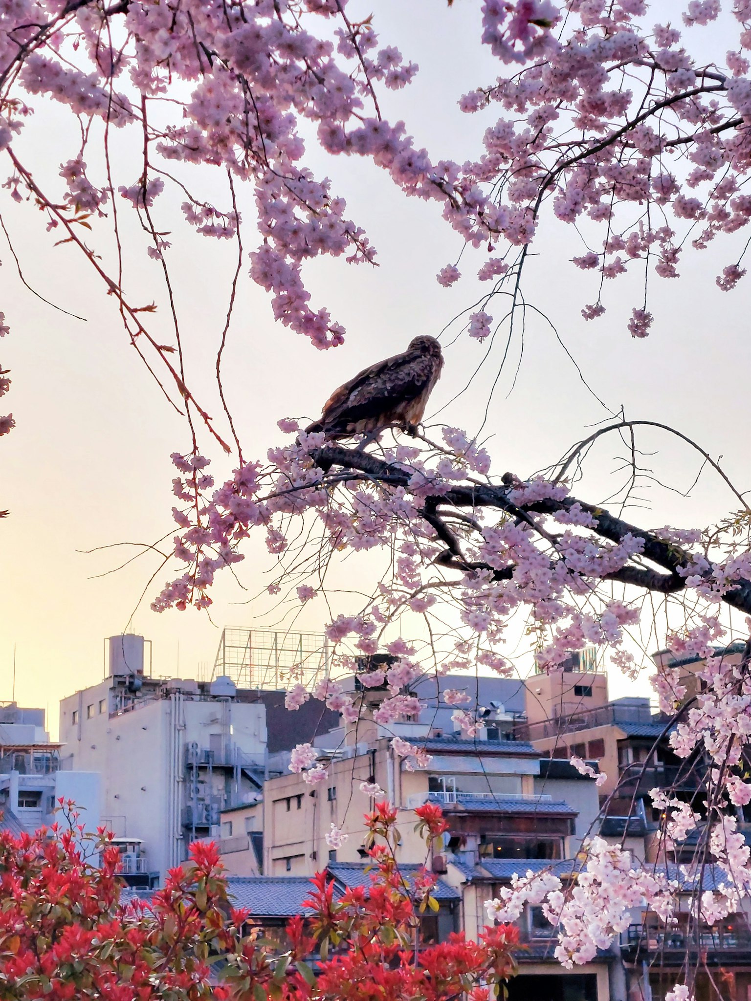Bird perched on a cherry blossom branch with an urban backdrop