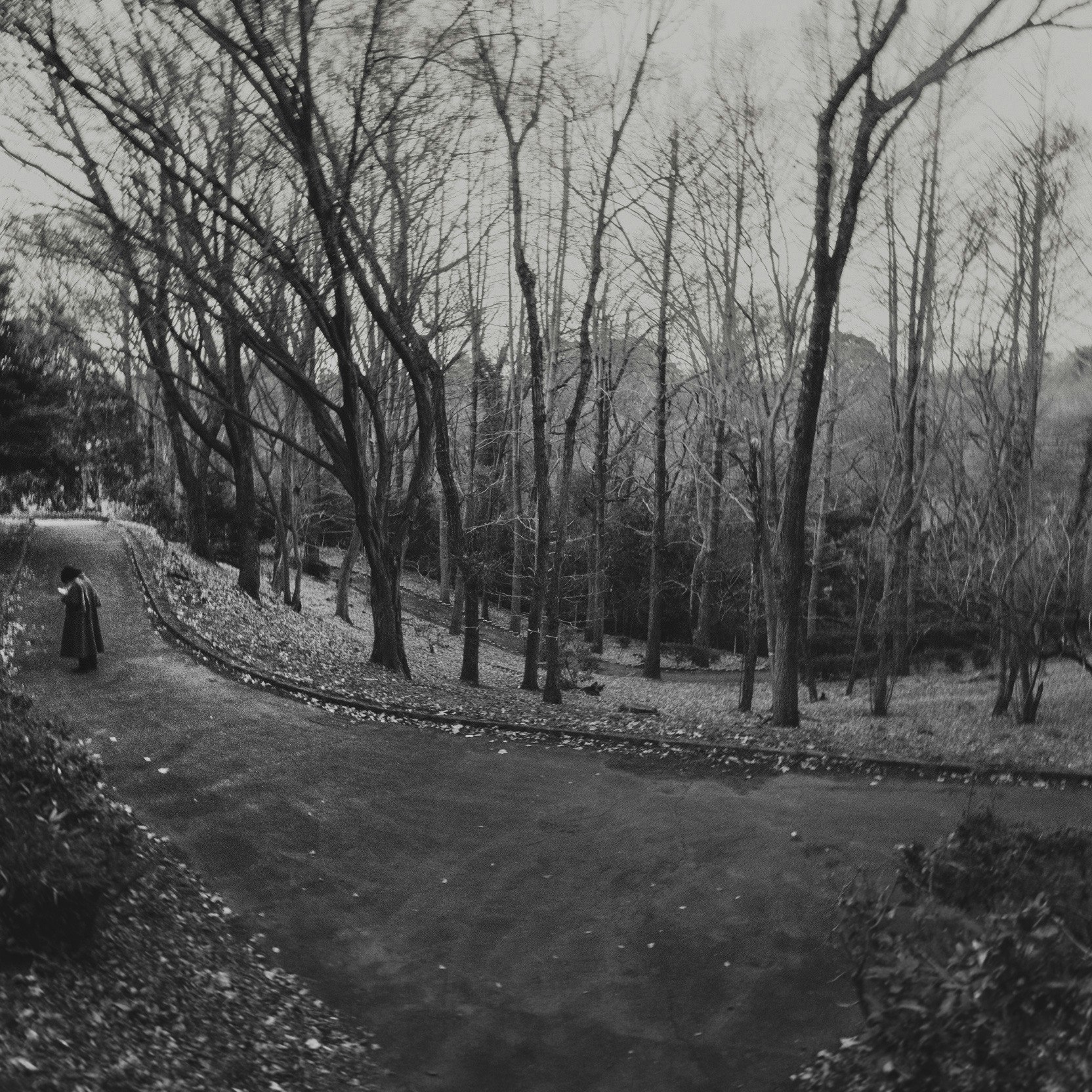 霧のかかった並木道のある冬の公園