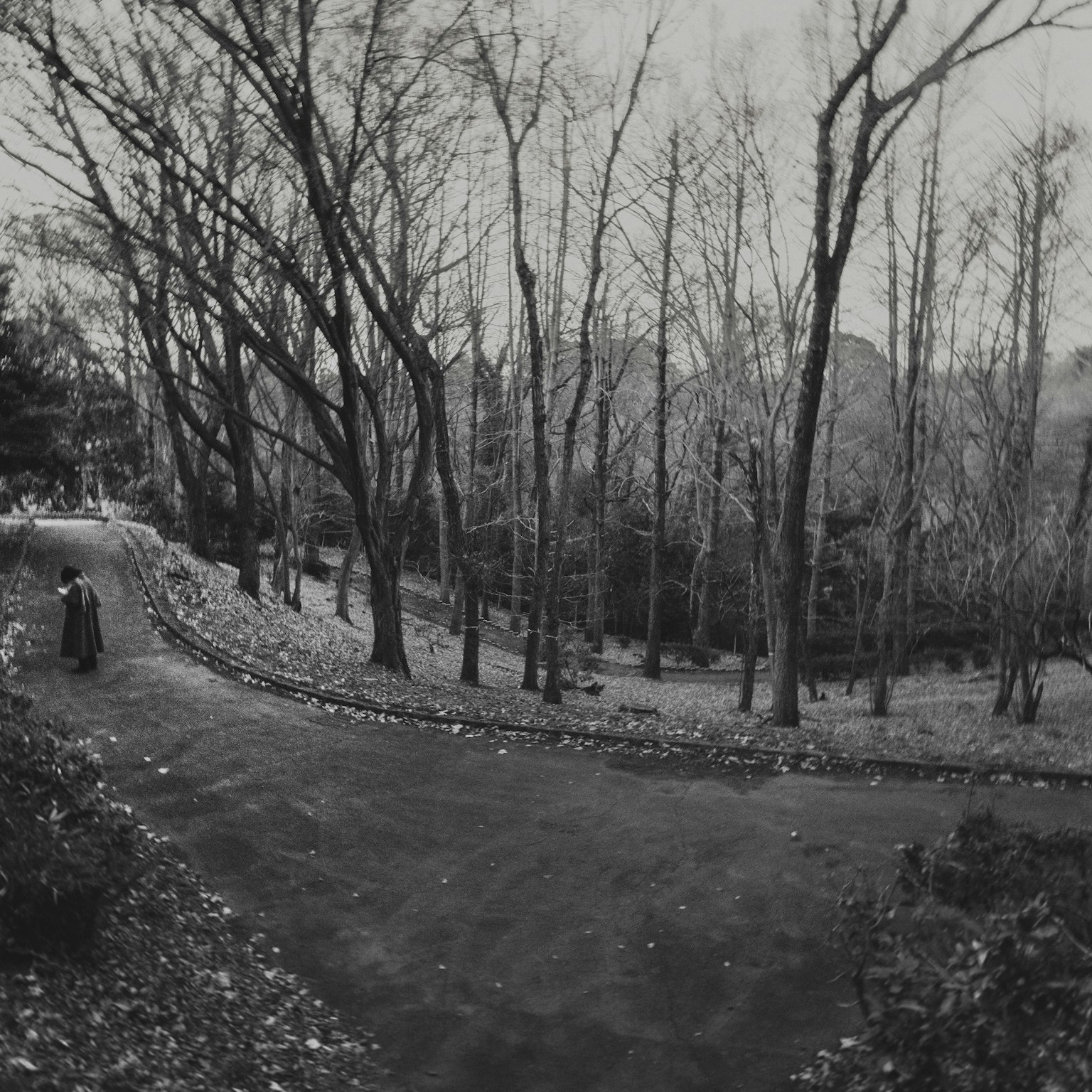 秋天的公園，光禿的樹木和蜿蜒的小路