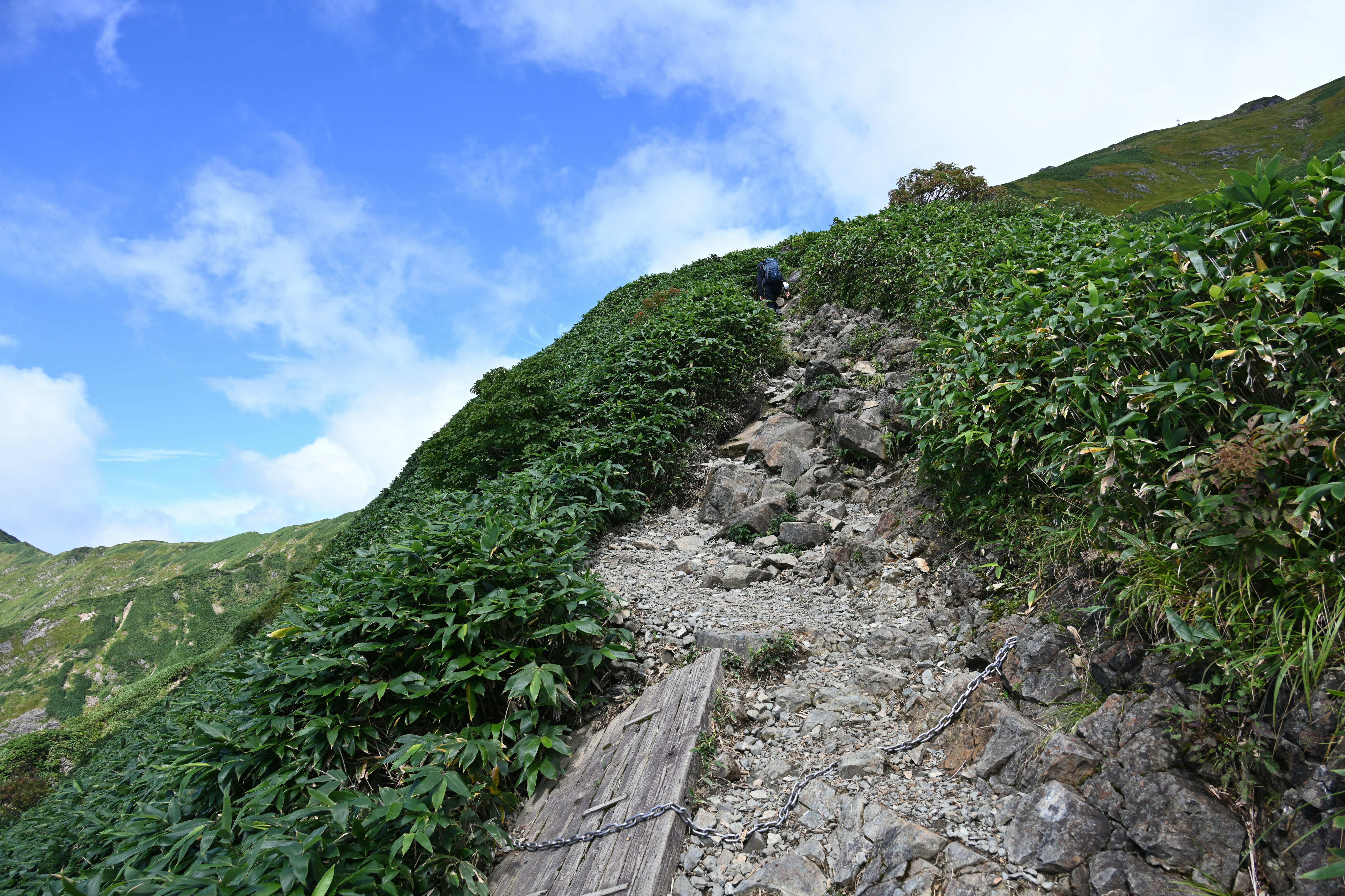 草木に覆われた山道の登山ルート