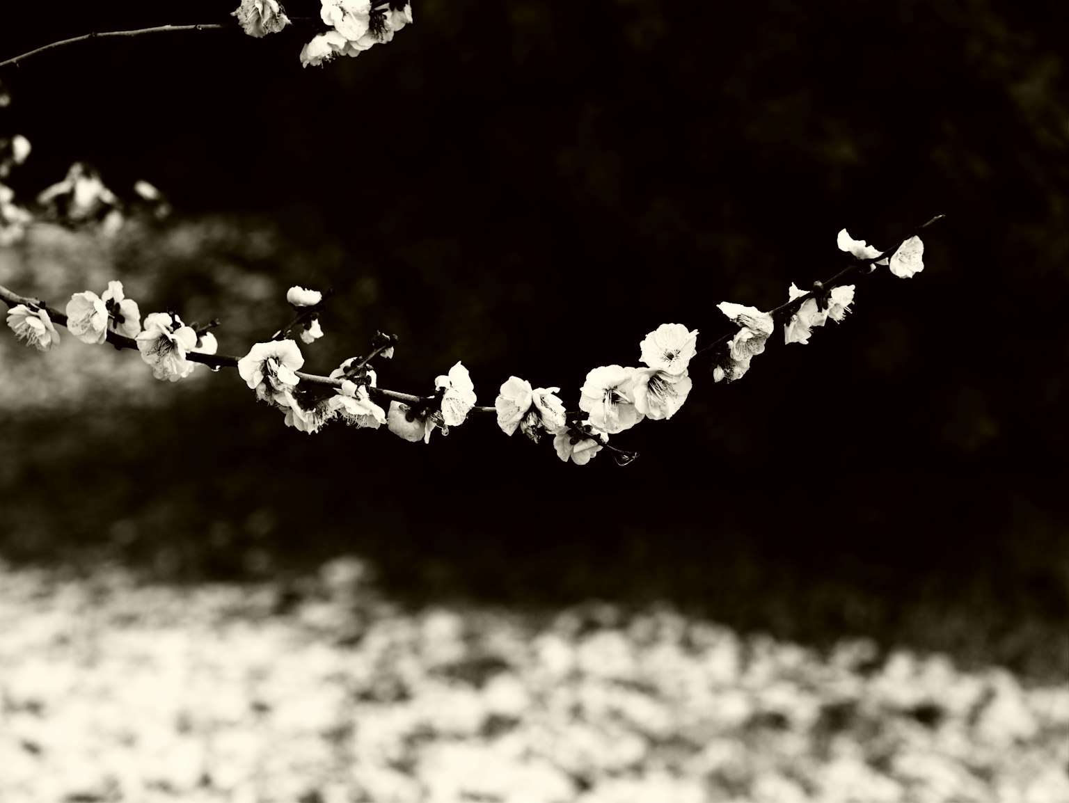A branch with white flowers in a soft focus background