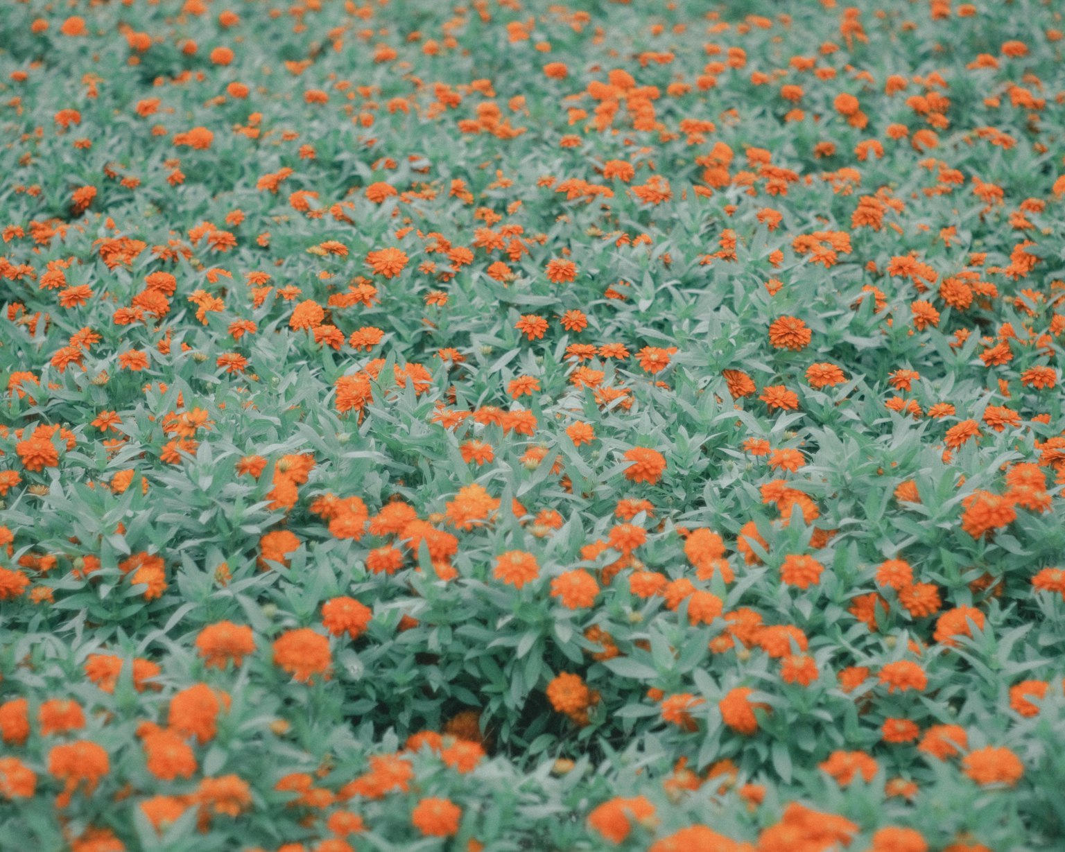 綠色葉子中的鮮豔橙色萬壽菊花田