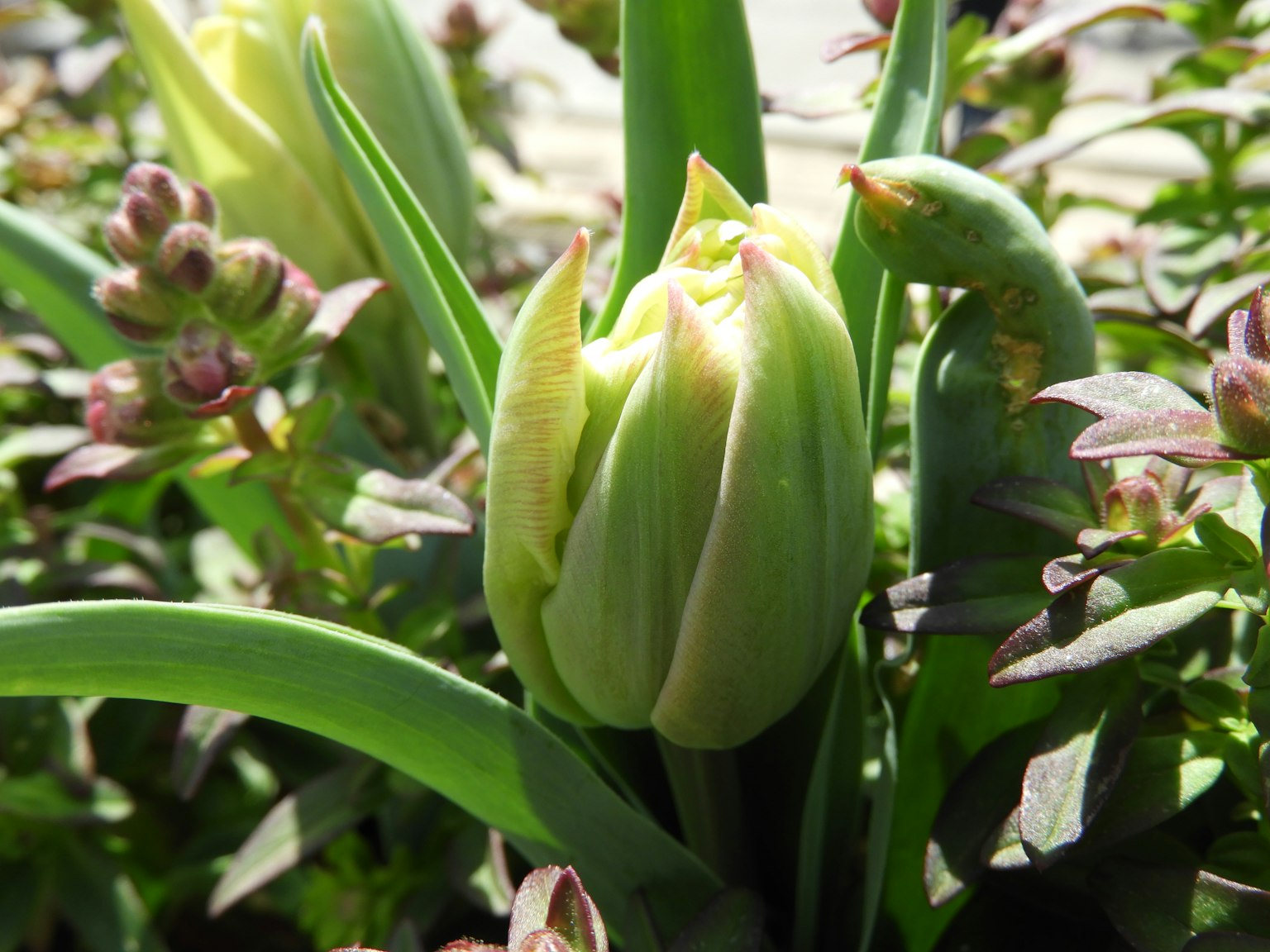 Nụ hoa tulip màu xanh lá cây bao quanh bởi lá và cây khác