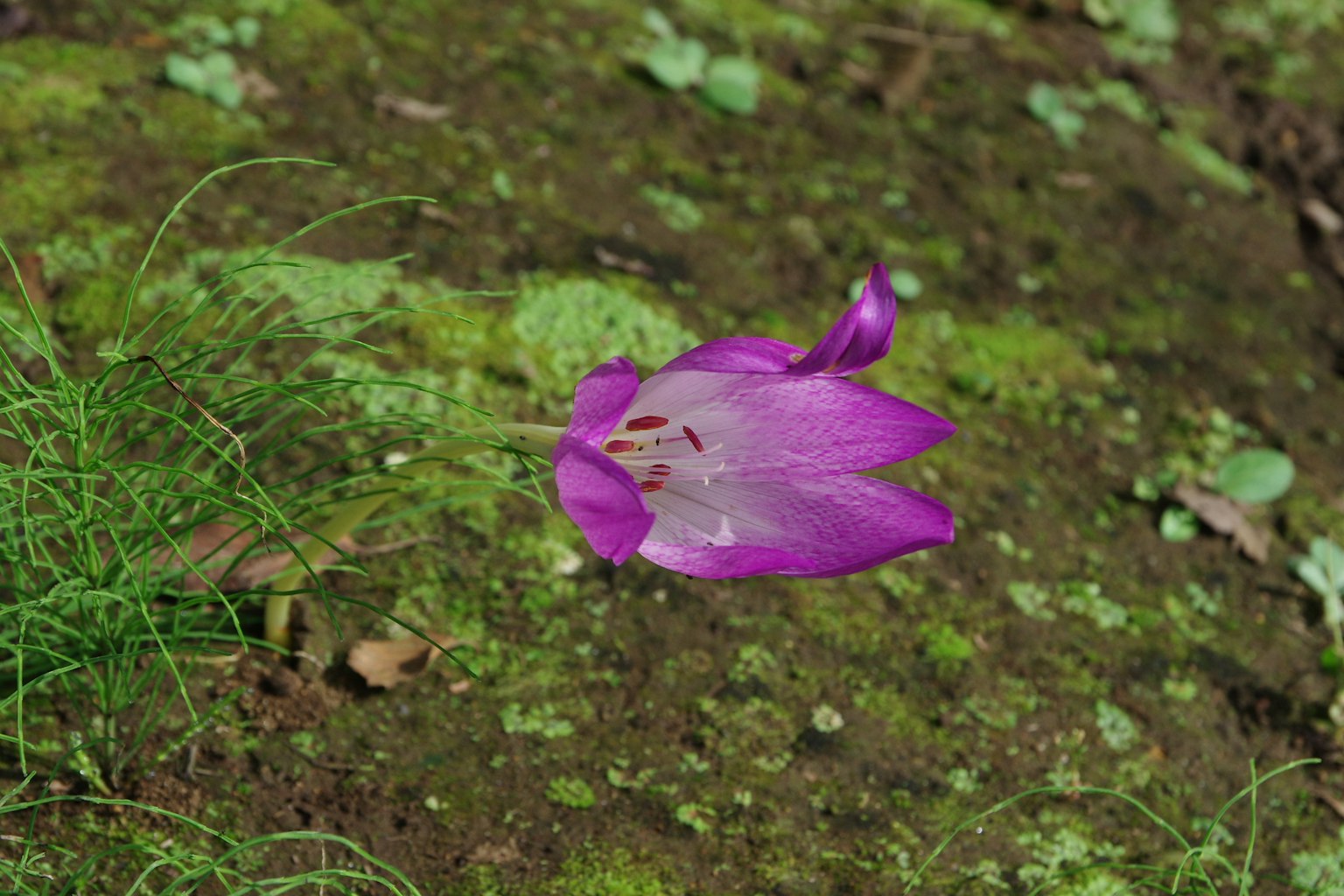 Fiore viola che sboccia nell'erba