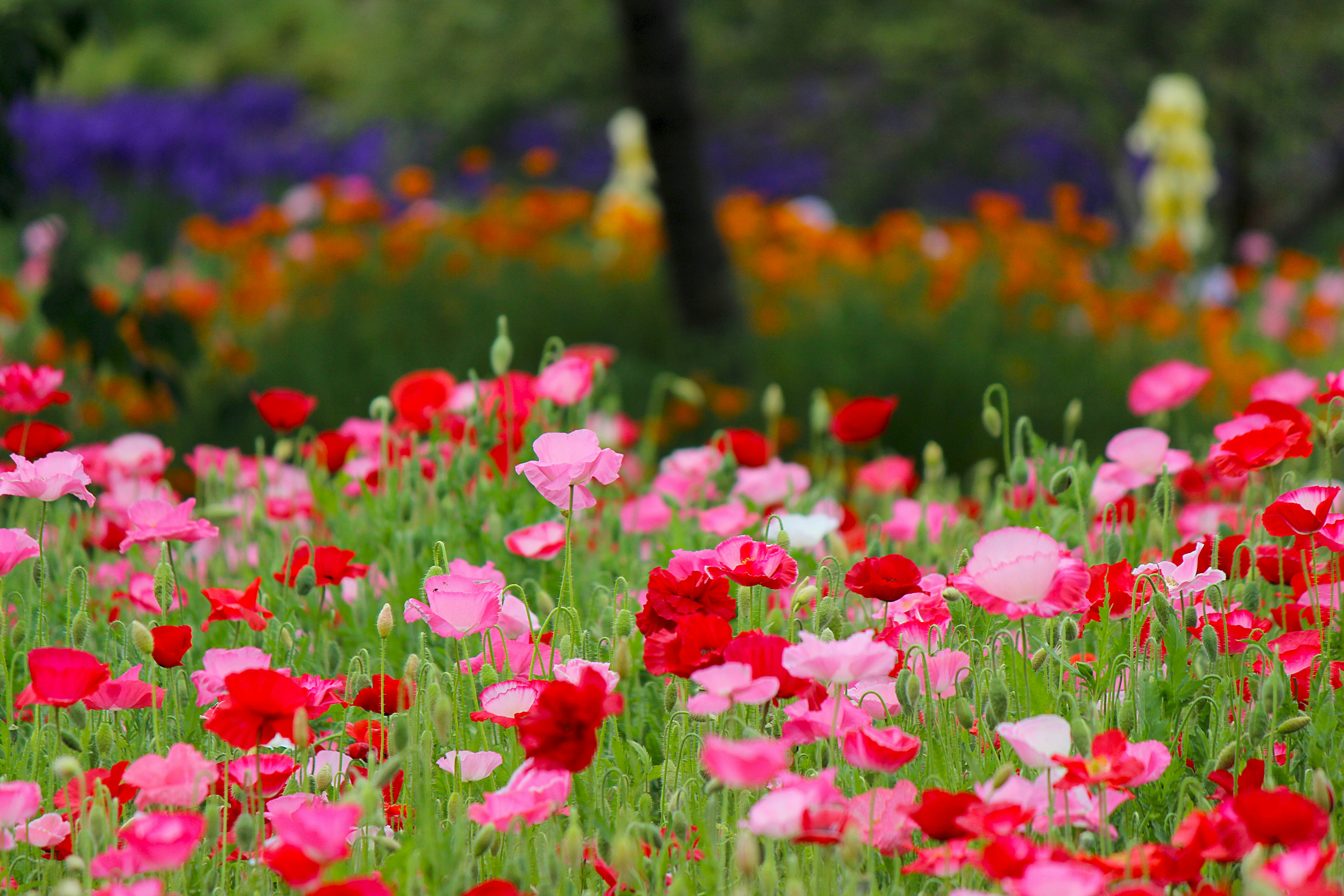 色とりどりの花が咲く草地の花畑