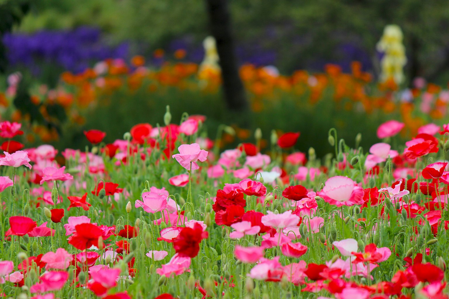 Eine schöne Gartenszene mit bunten Mohnblumen