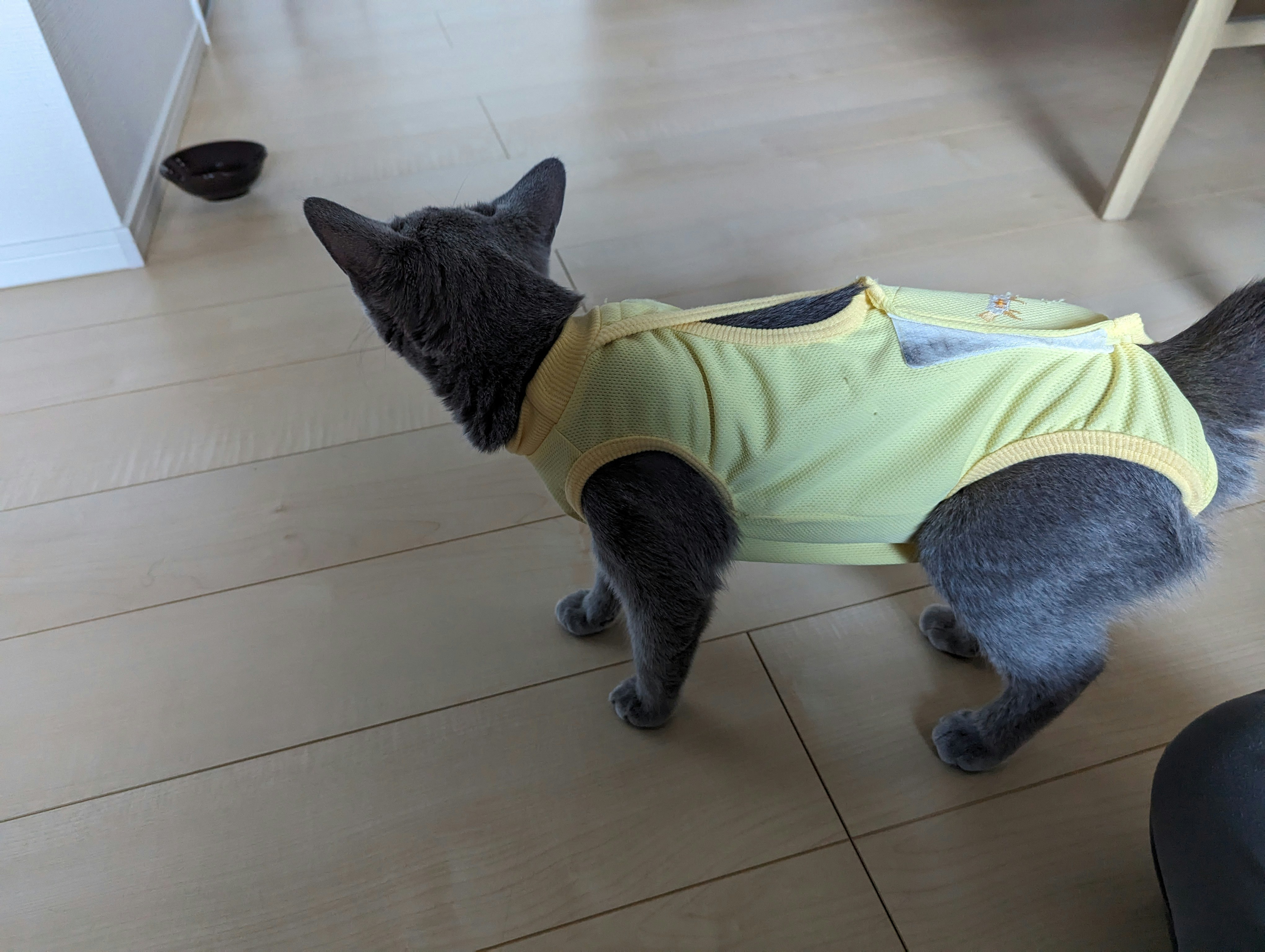 地板上穿着绿色衣服的小猫