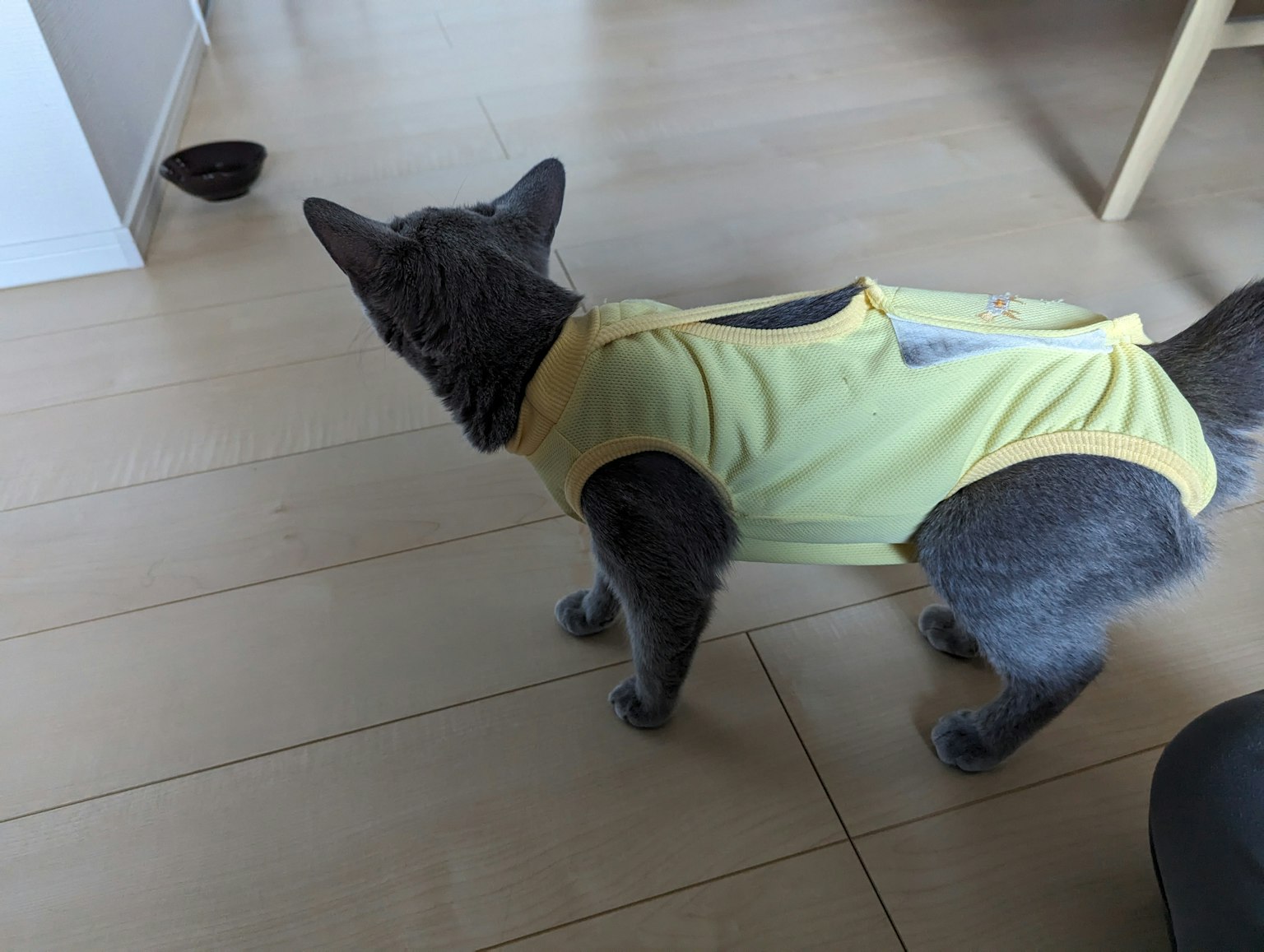 Un gatto che indossa un vestito giallo in un ambiente interno