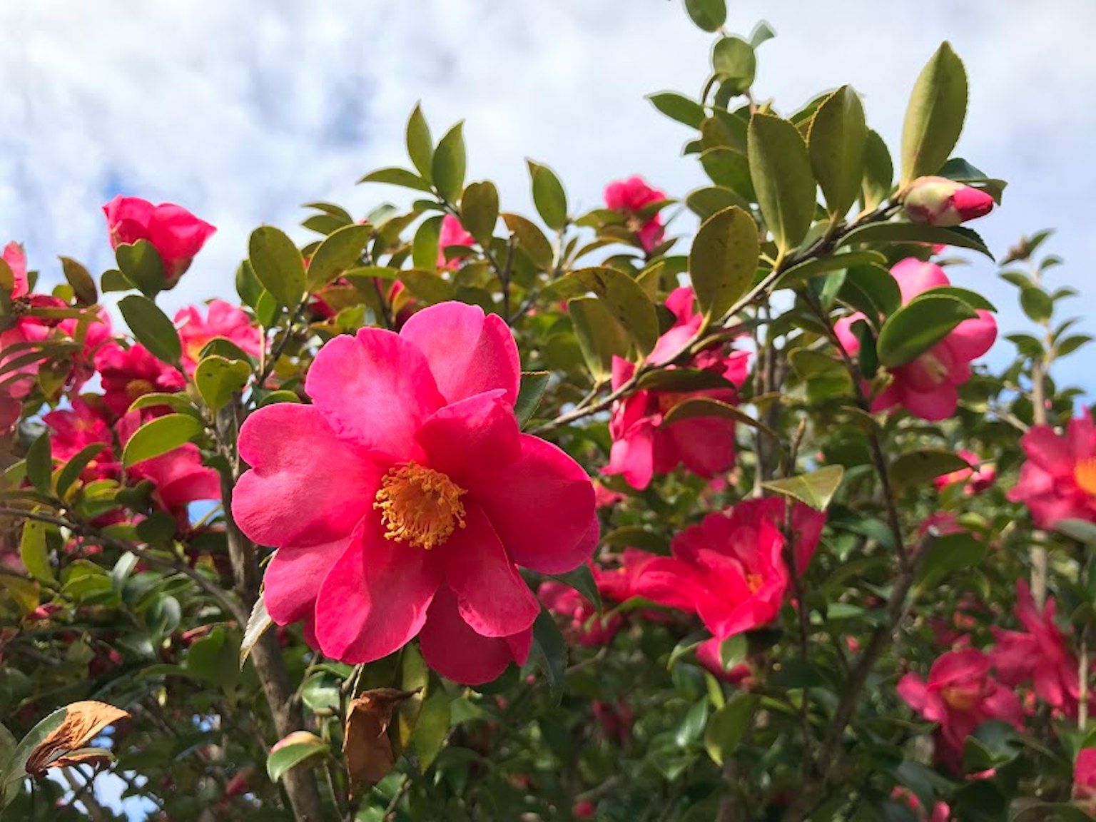 Zweig der Kamelie mit rosa Blumen