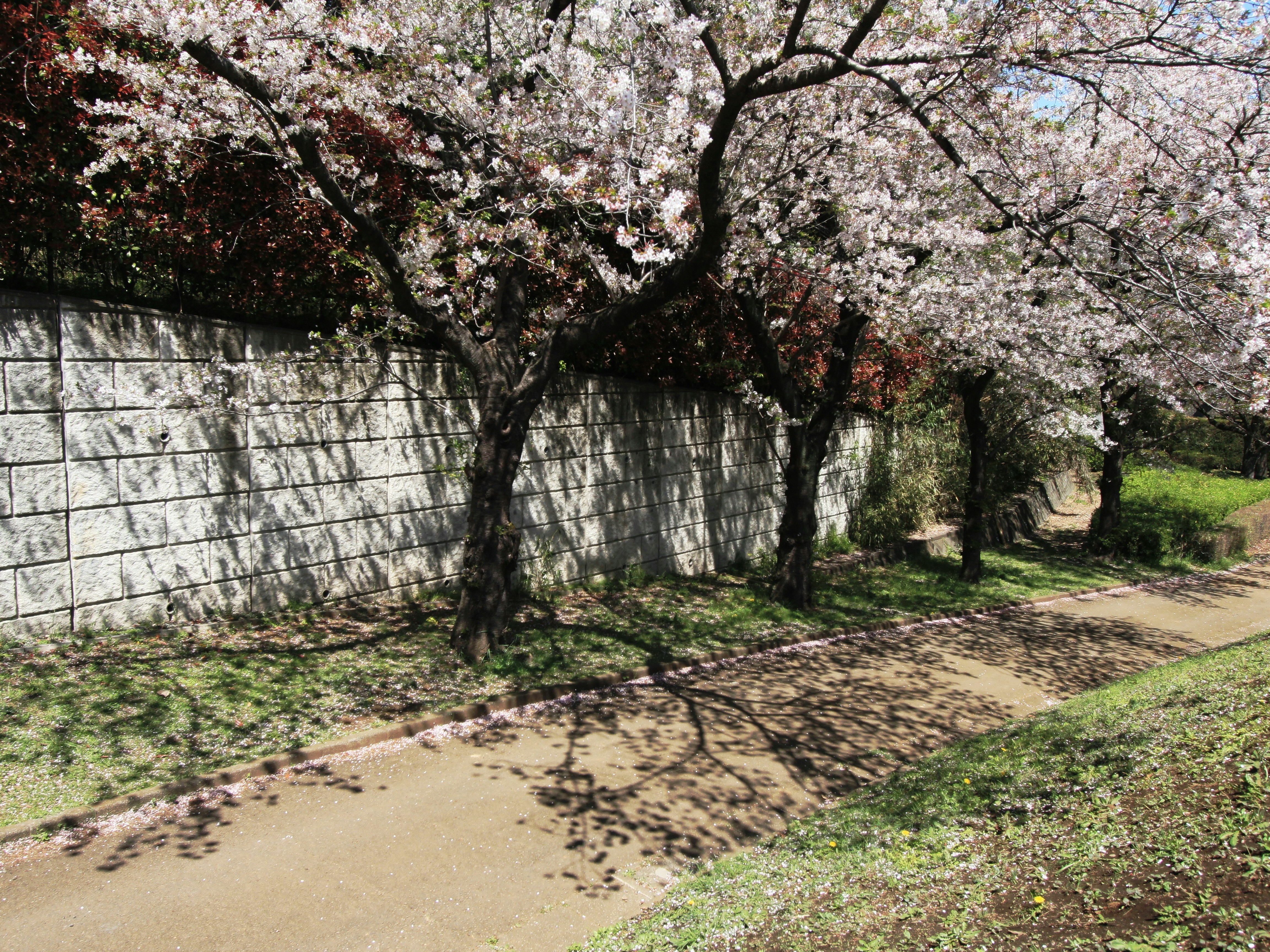 公園の坂道に咲く桜の並木