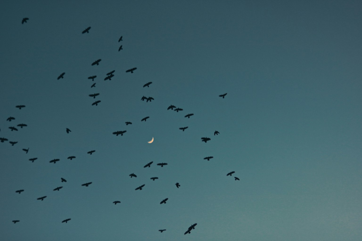 Viele Vögel fliegen im blauen Himmel mit einem weißen Mond