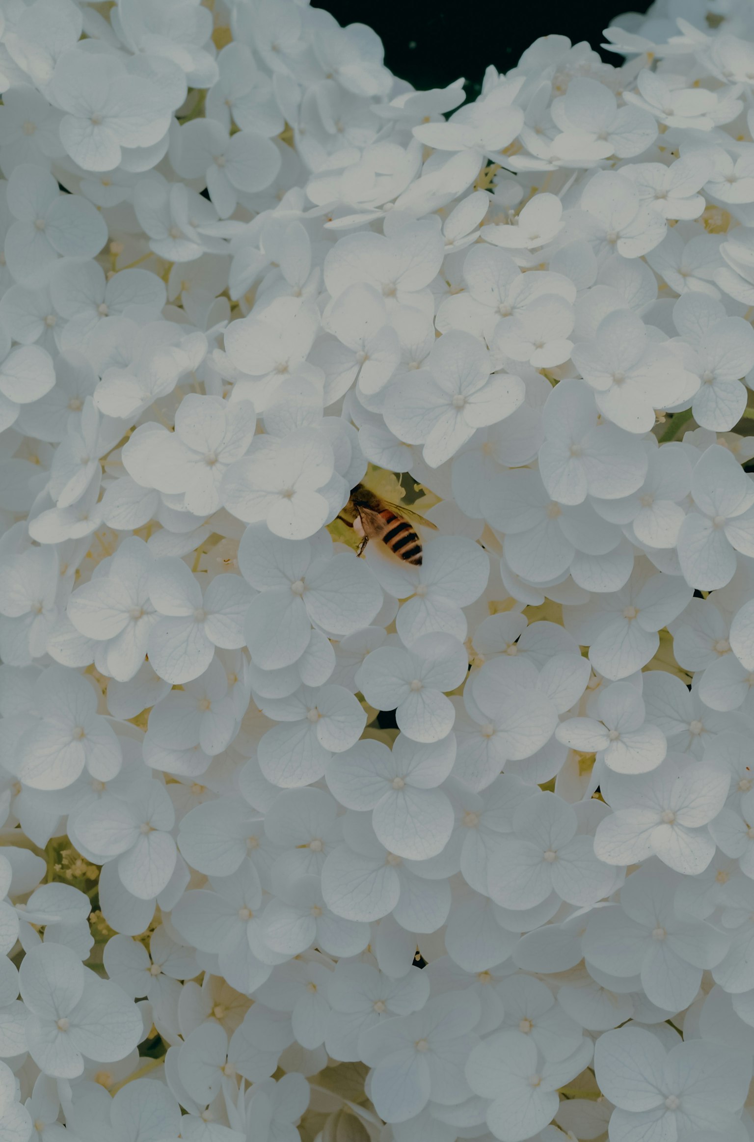 白色花朵中的蜜蜂特写