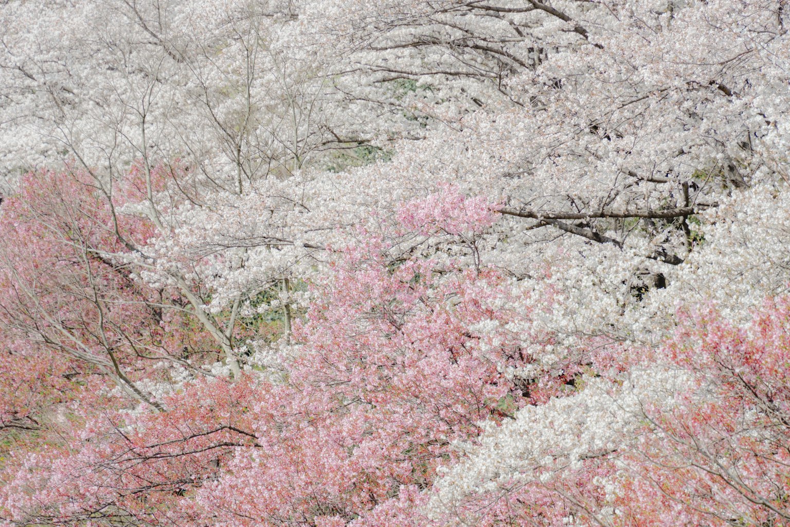 Pemandangan pohon sakura yang mekar dengan nuansa putih dan merah muda