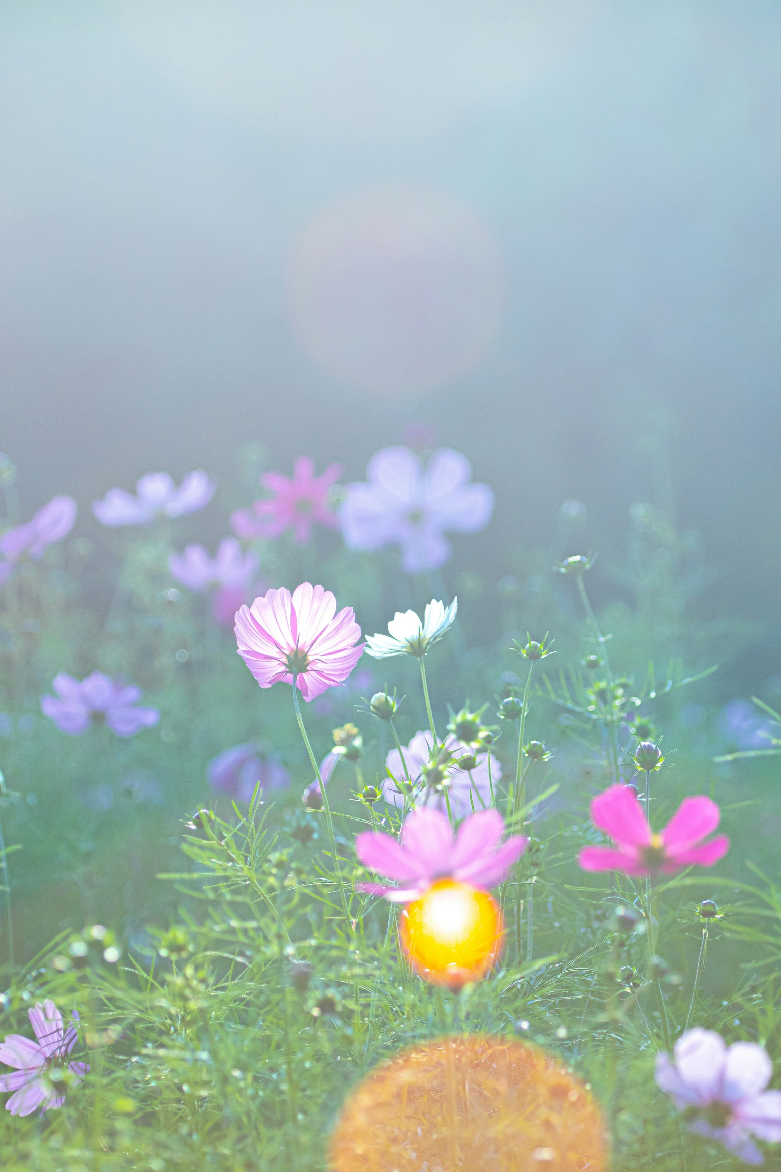 Une image floue de fleurs colorées épanouies dans un fond brumeux