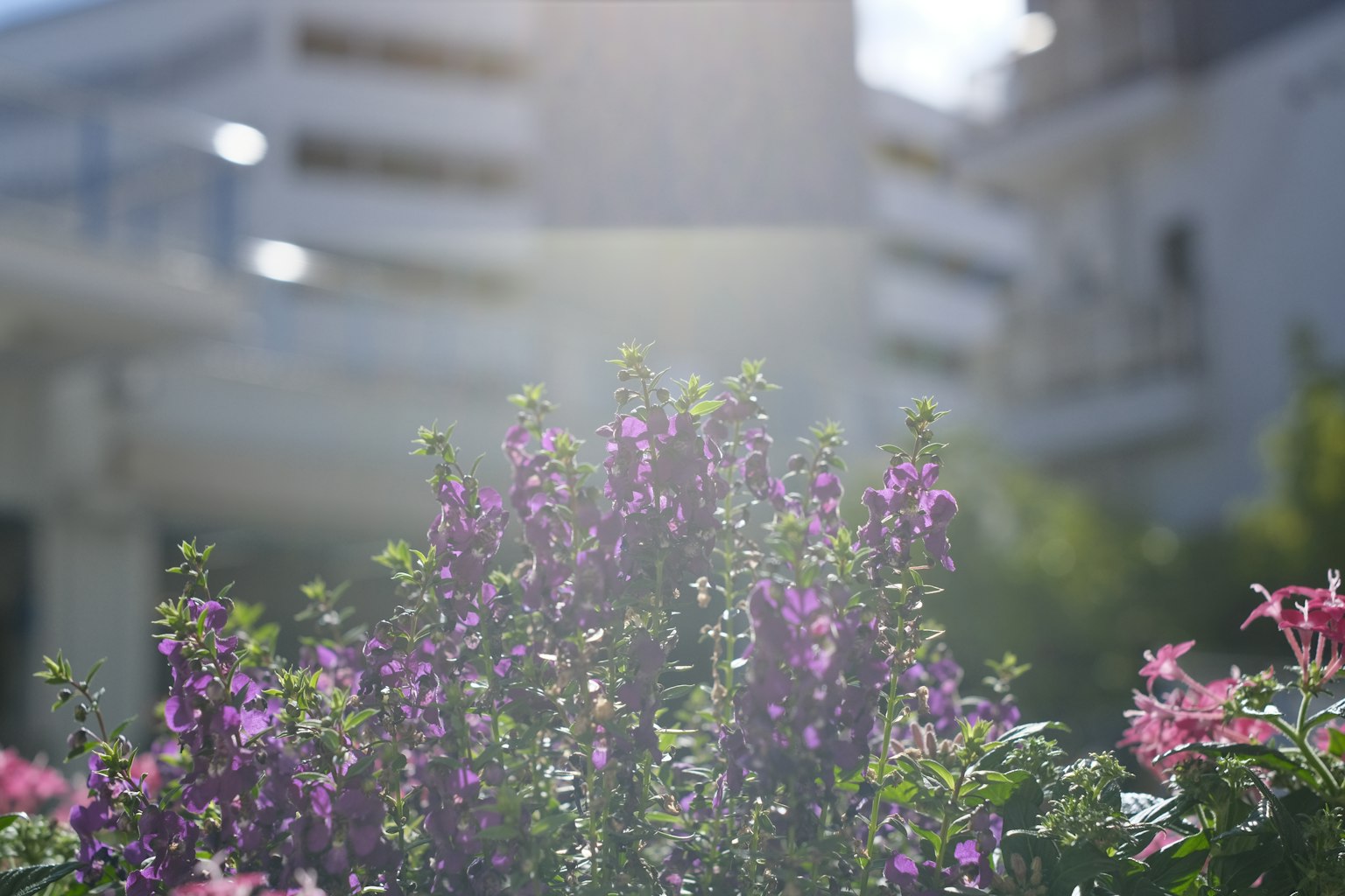 Plantes à fleurs violettes au premier plan avec des bâtiments flous en arrière-plan