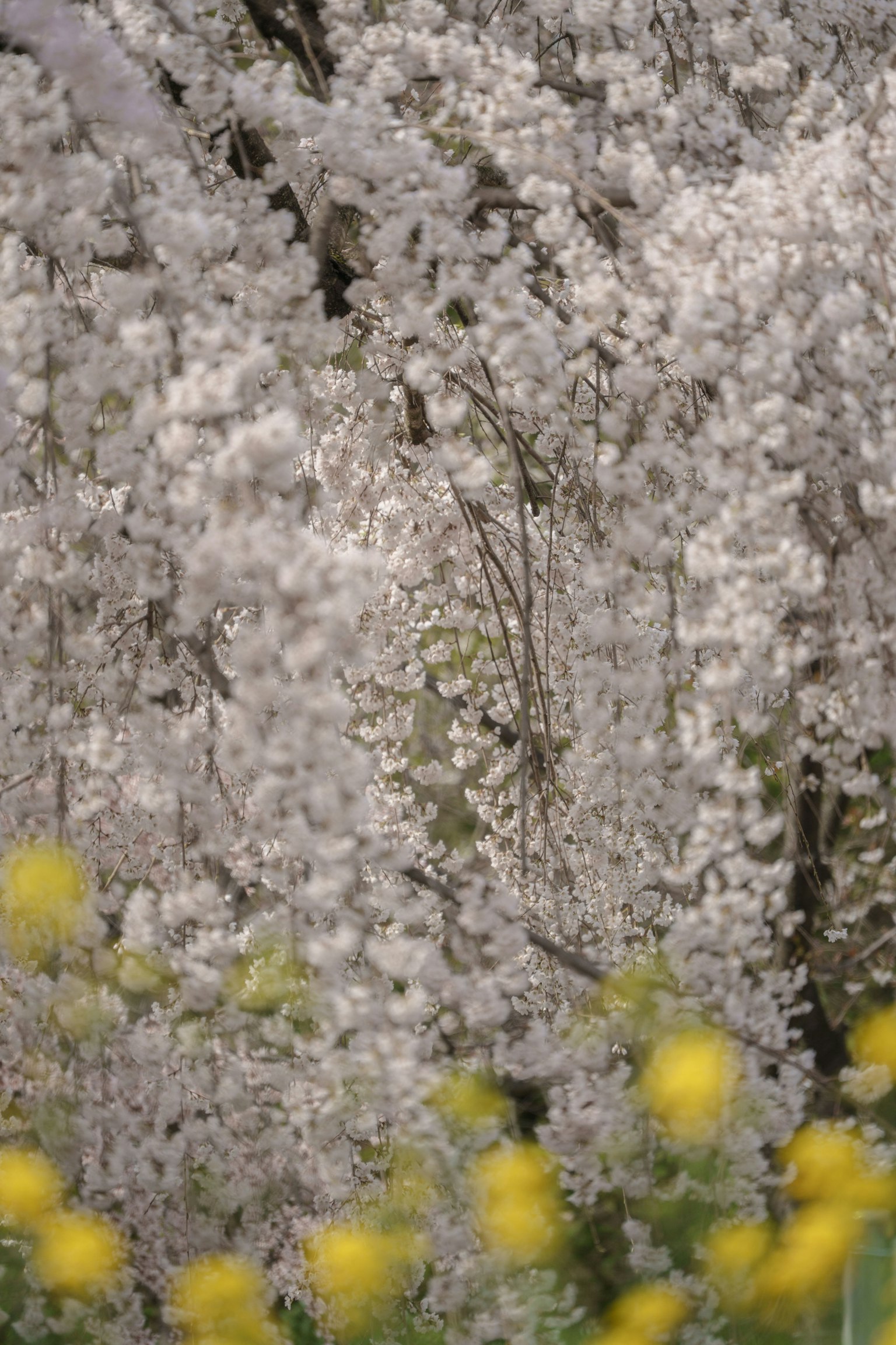 Une belle scène avec des arbres en fleurs blanches et des fleurs jaunes au premier plan