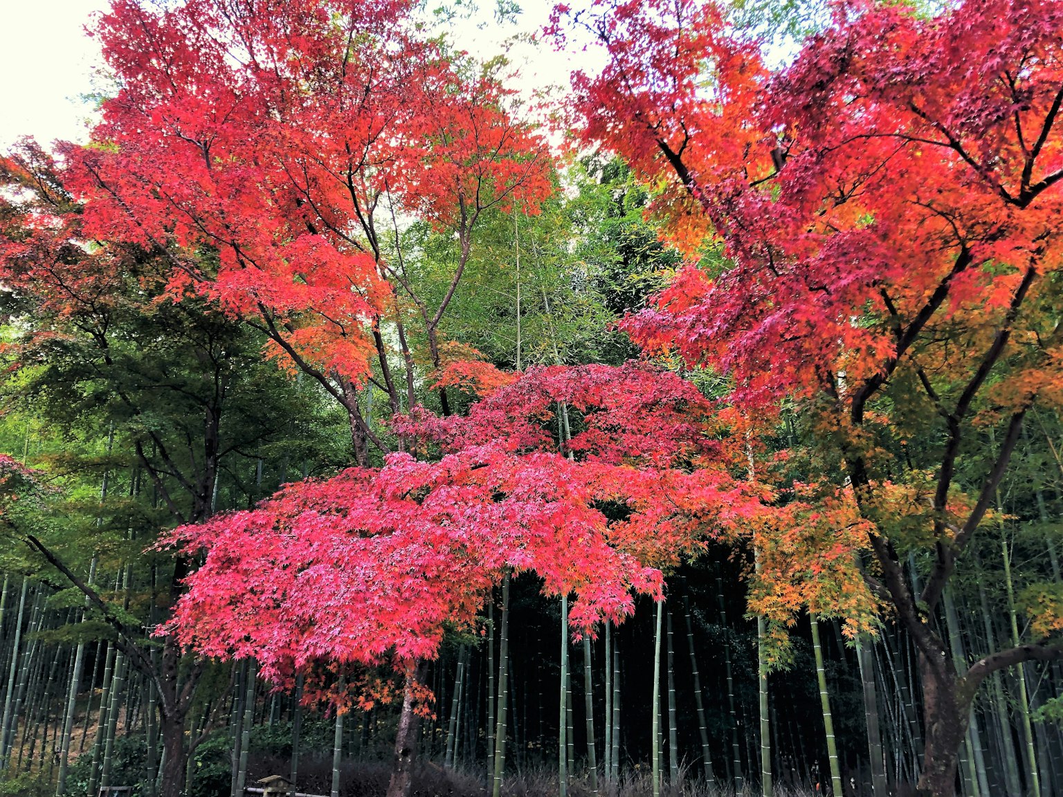 Feuillage automnal vibrant dans un cadre de parc serein
