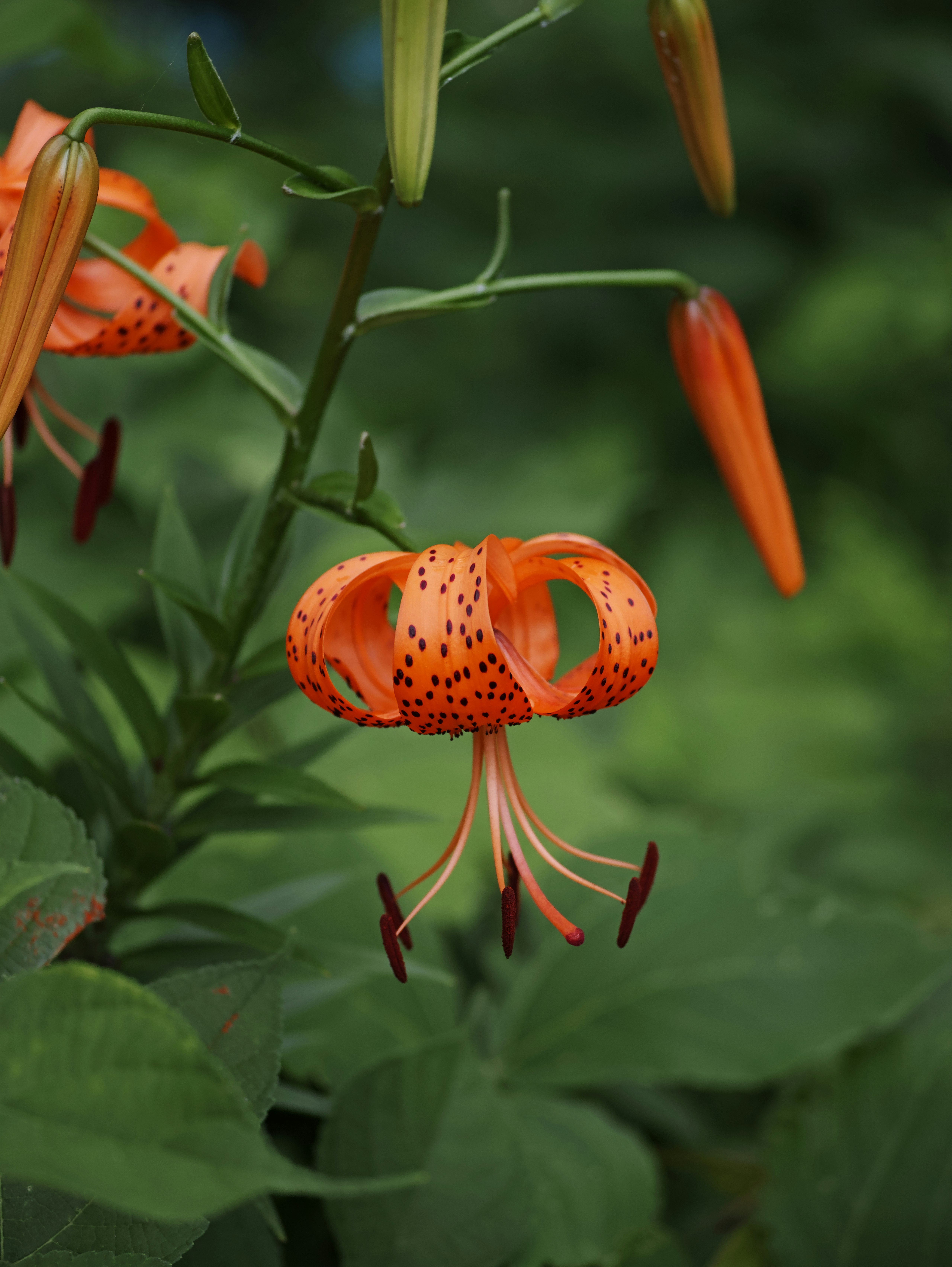オレンジ色のユリの花が咲く草むらの中のクローズアップ