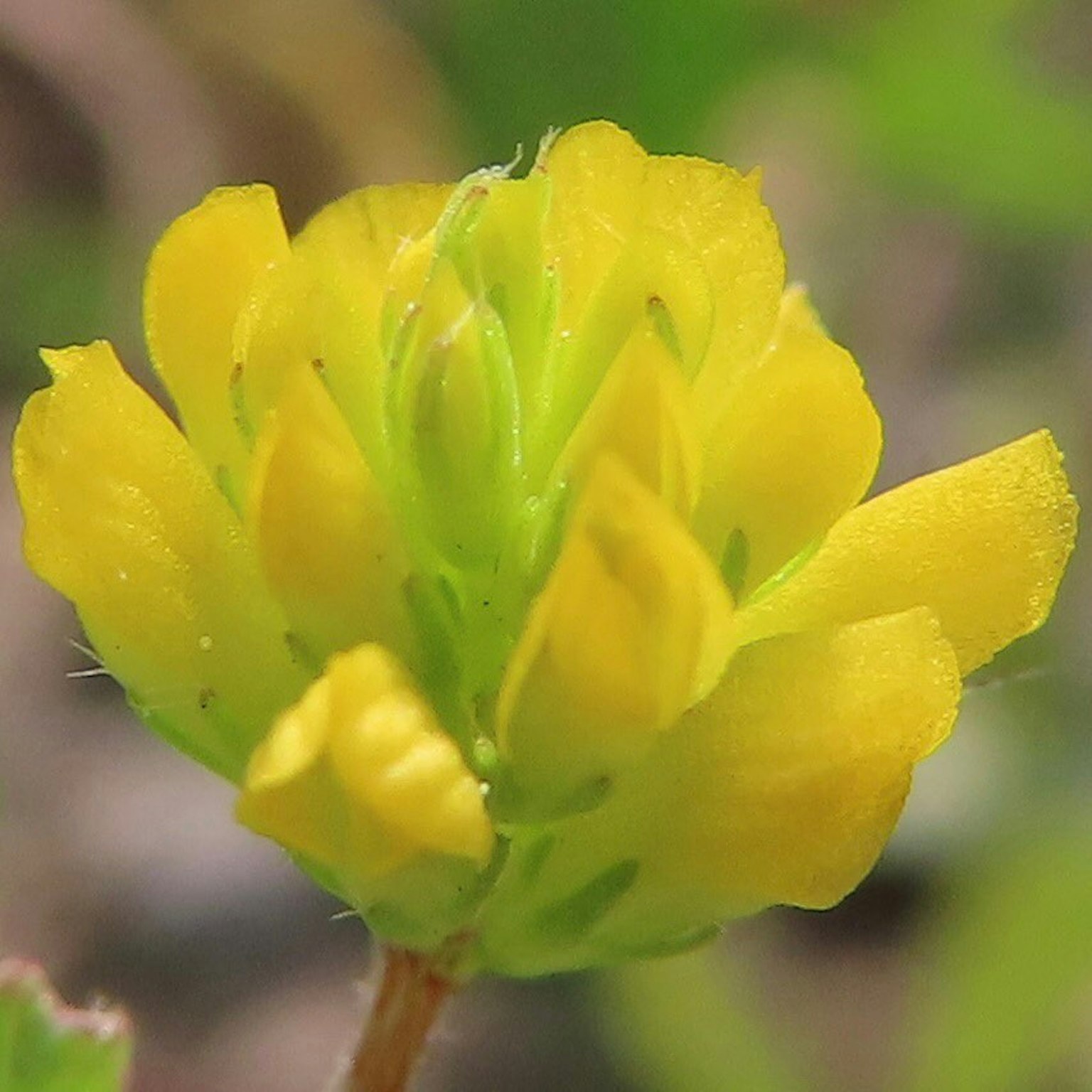 Close-up bunga kuning dikelilingi daun hijau