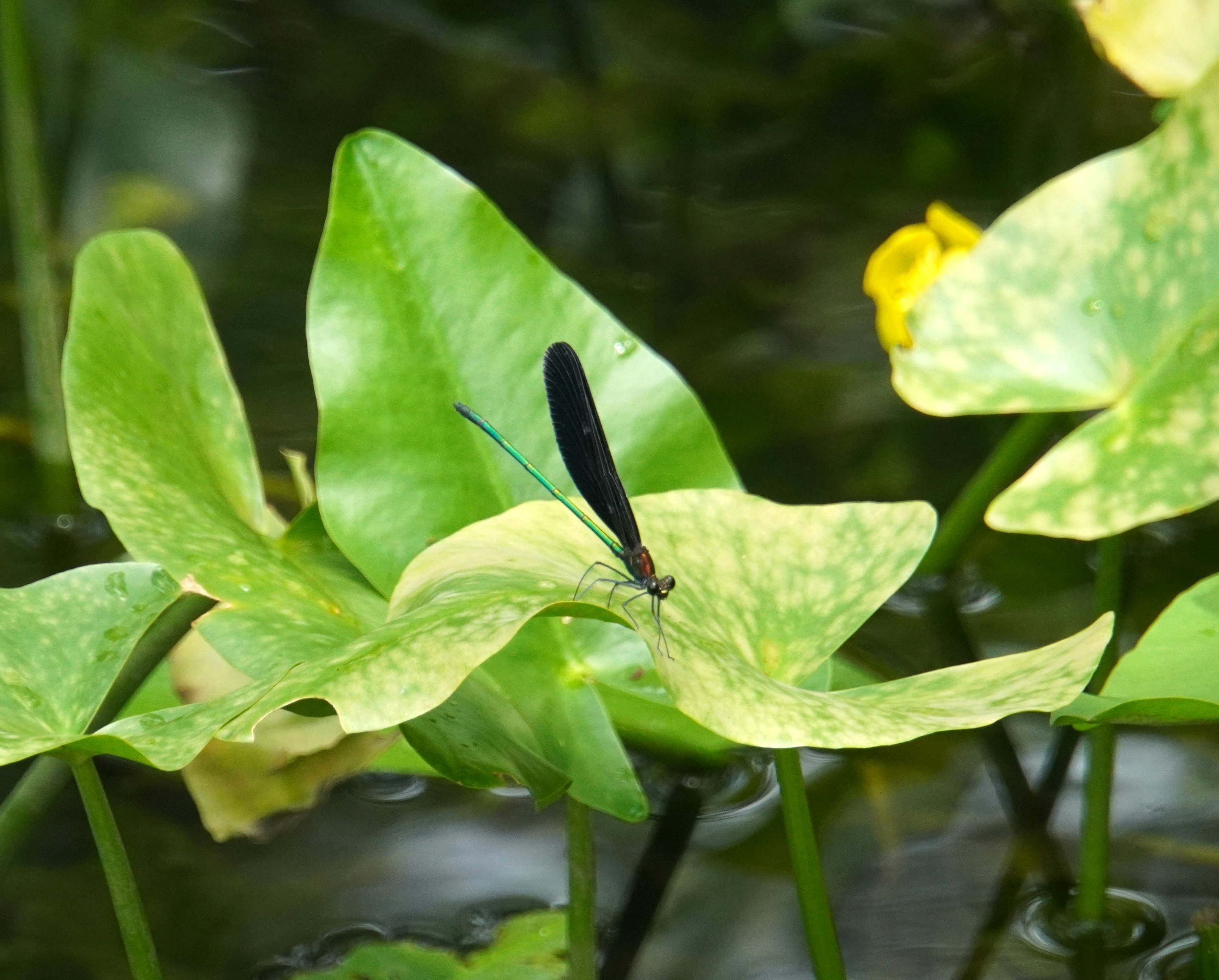 Schmetterling auf grünen Blättern im Garten