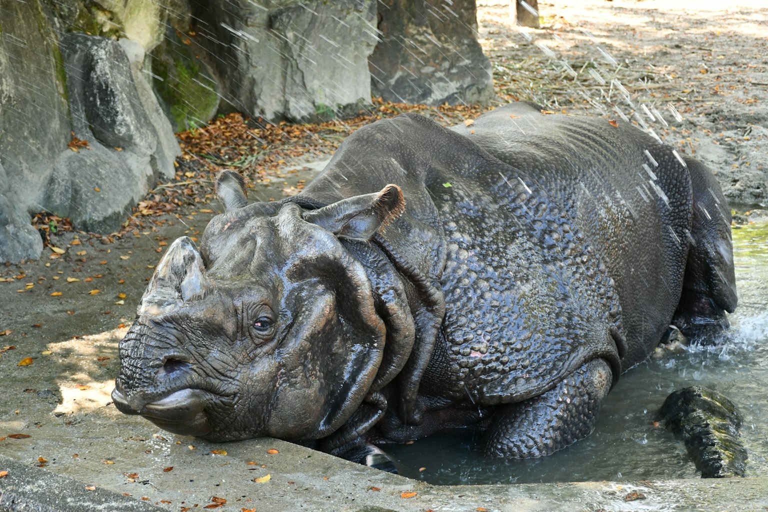 Rhinocéros se reposant près de l'eau