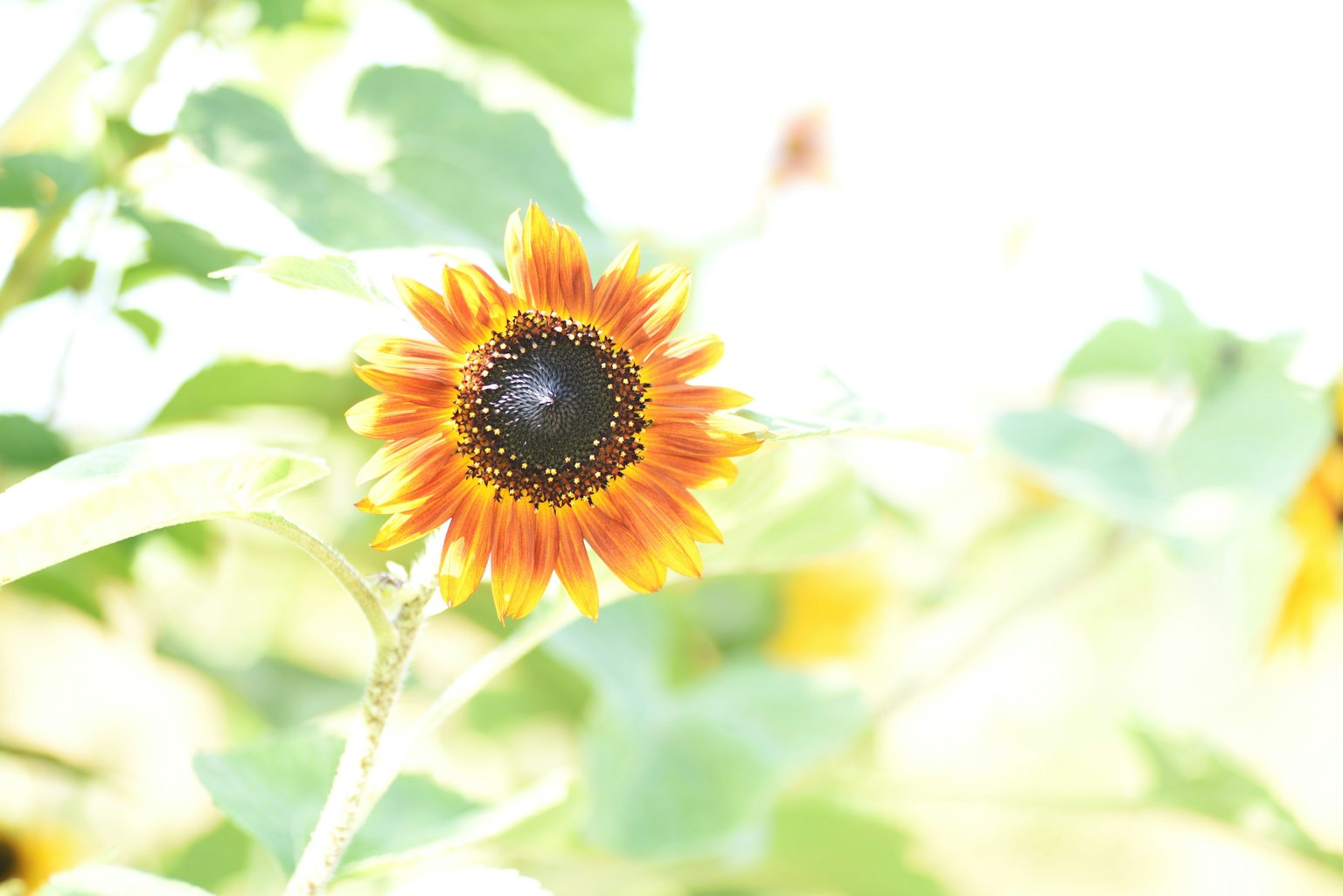 Hoa hướng dương nở trong nền sáng