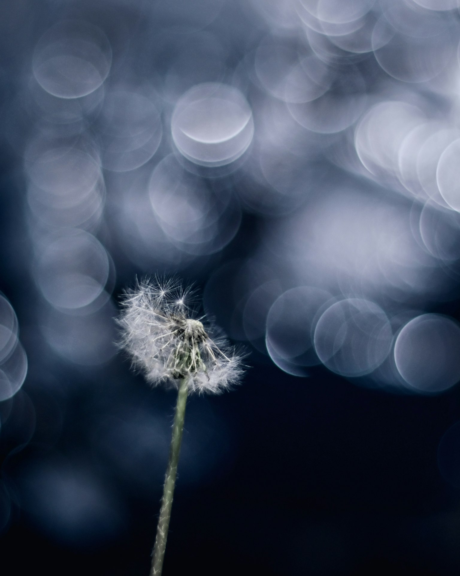 Ein Löwenzahn-Samenkopf vor einem verschwommenen Hintergrund aus sanftem Bokeh