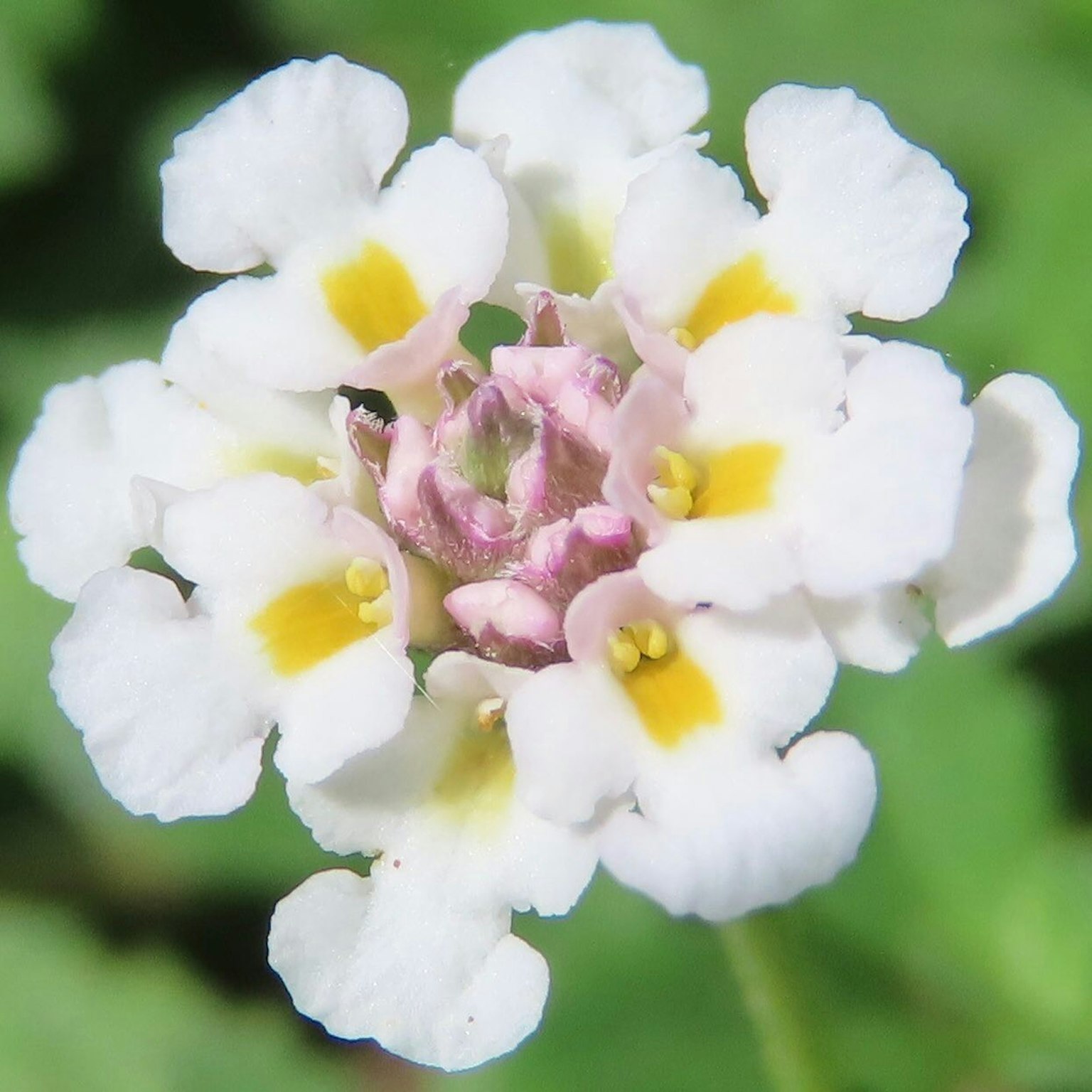 Petite fleur blanche avec un bouton rose clair au centre