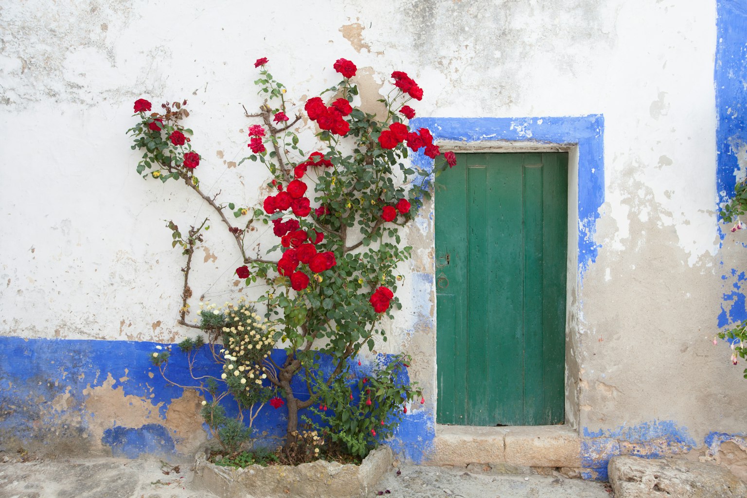 Une porte verte entourée de roses rouges sur un mur bleu
