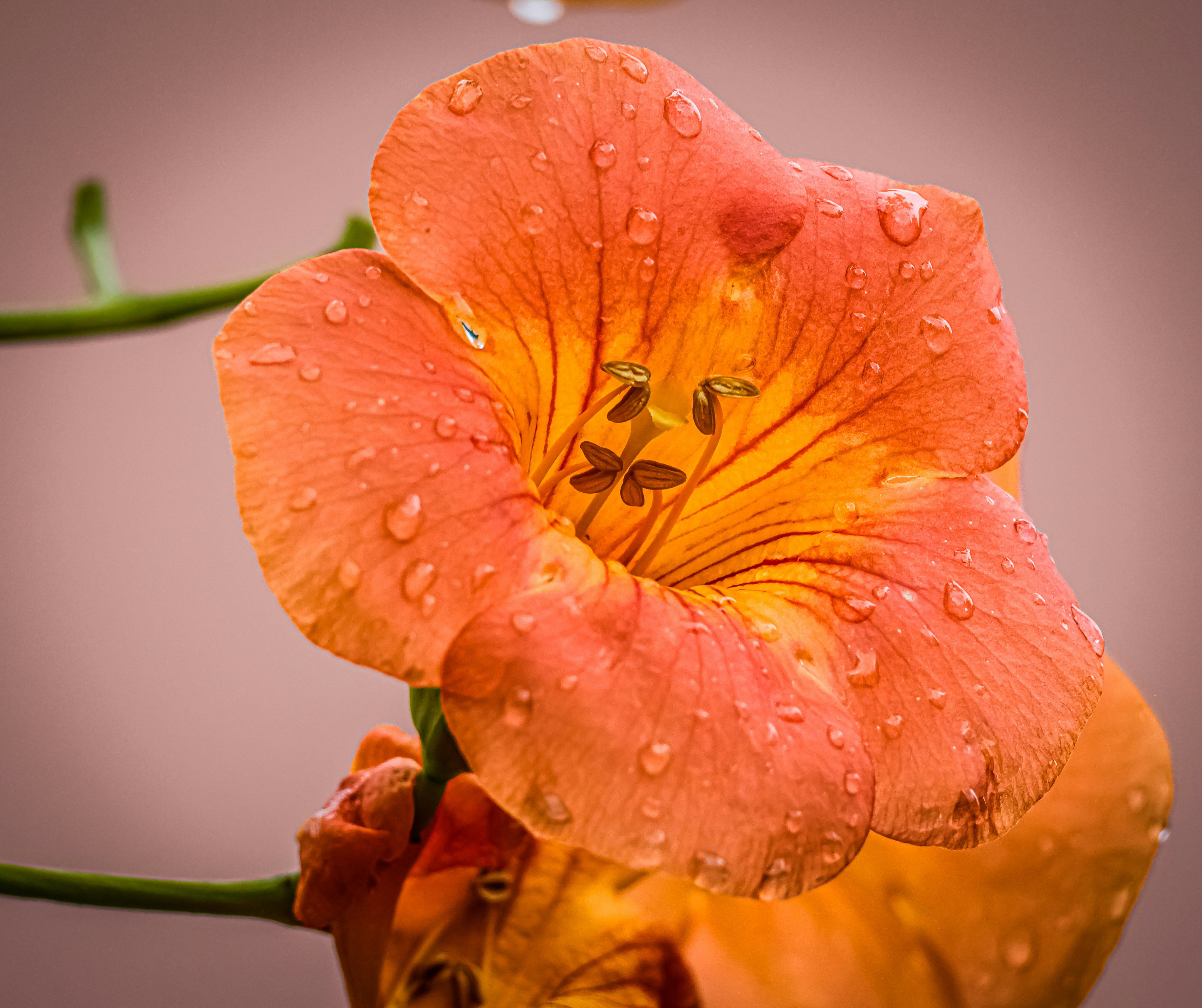 雨粒のついたオレンジ色の花のクローズアップ
