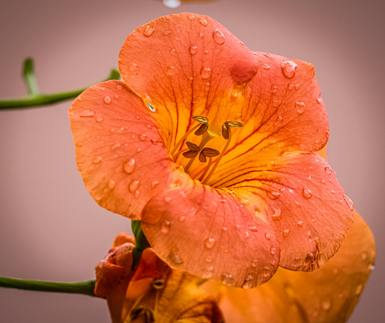 Primo piano di un fiore arancione con gocce d'acqua