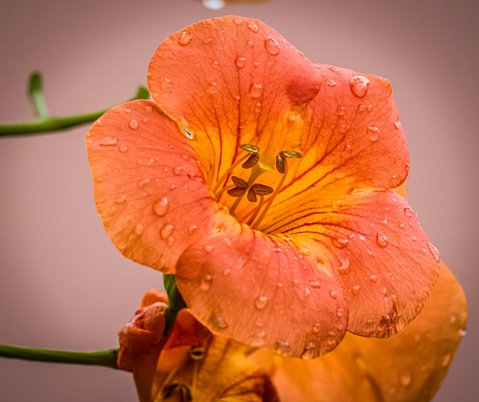 Nahaufnahme einer orangefarbenen Blume mit Wassertropfen