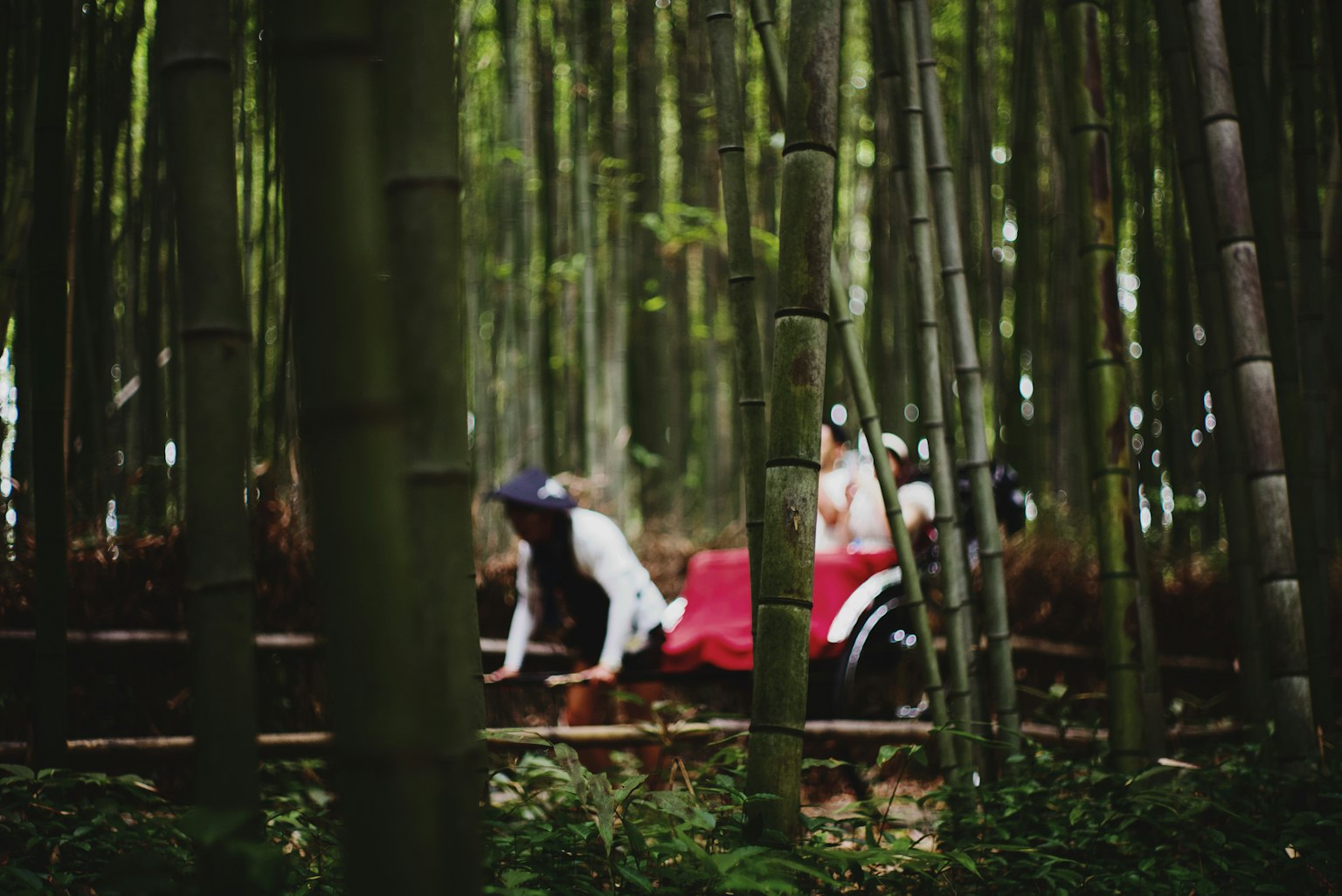 Personas sentadas en un bosque de bambú rodeadas de bambú verde