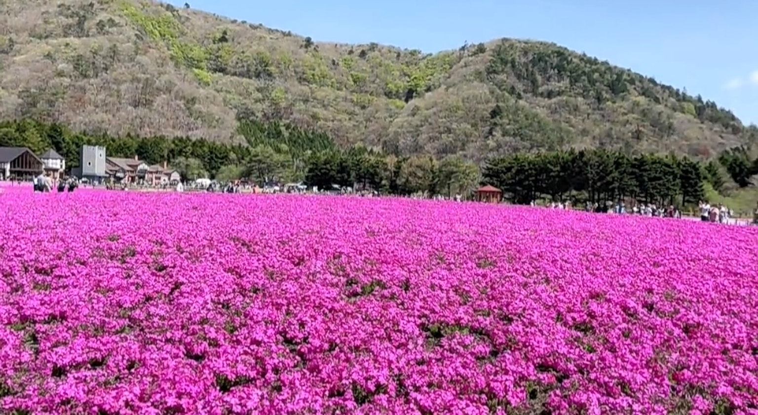 Vibrant pink flower field with a mountainous backdrop