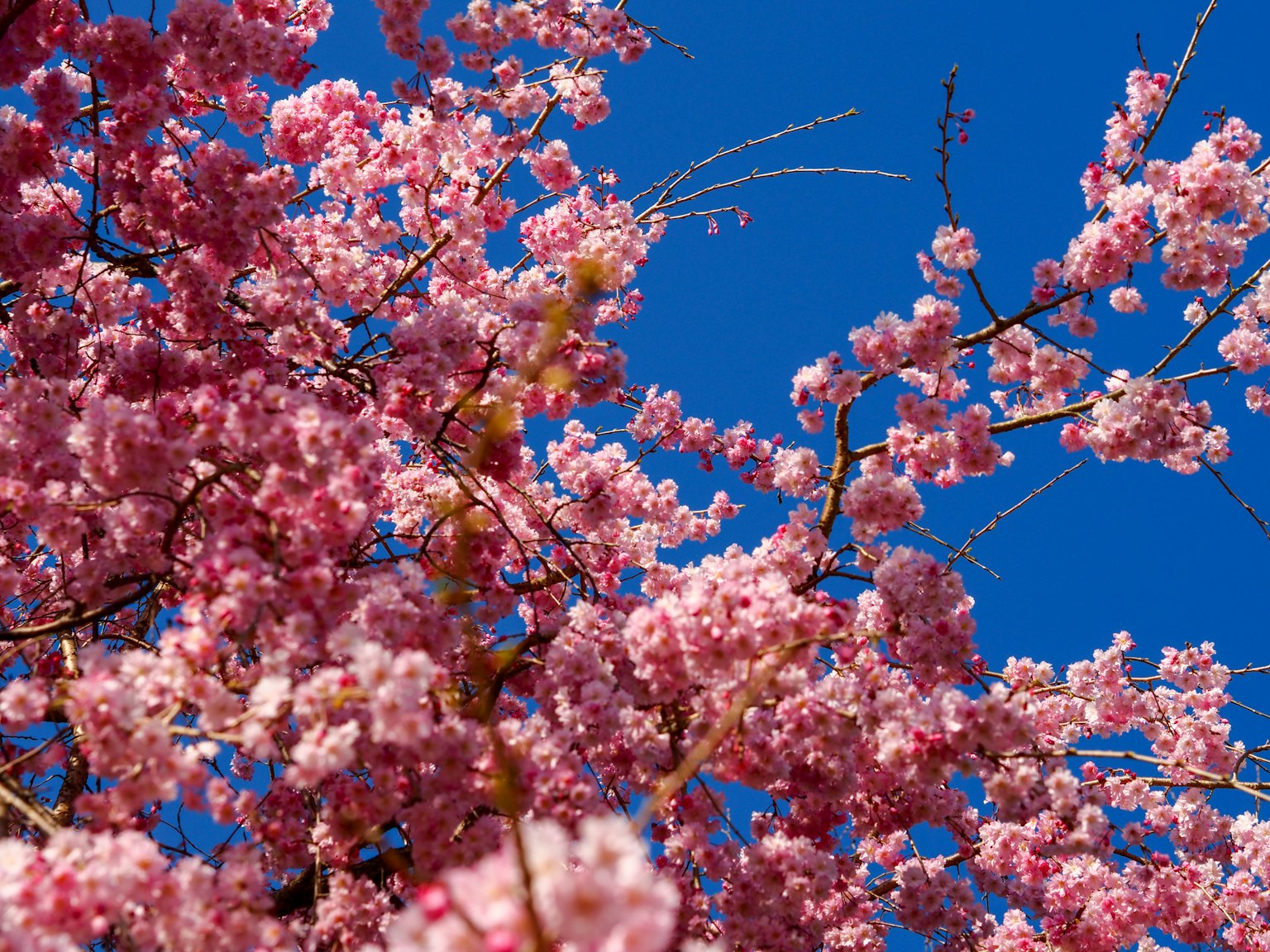 Flores de cerezo rosa floreciendo contra un cielo azul