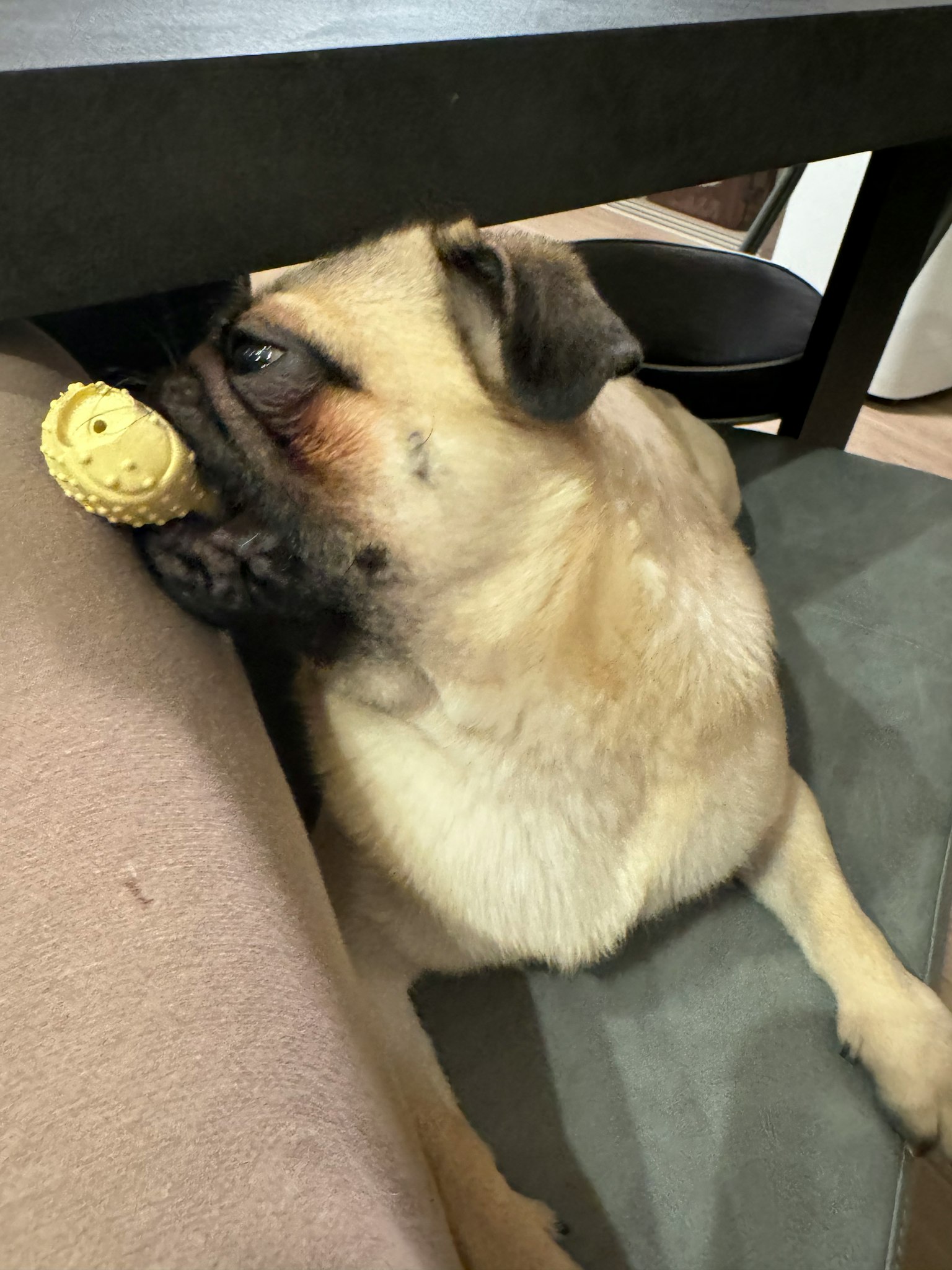 狗嘴裡叼著一個黃色玩具
