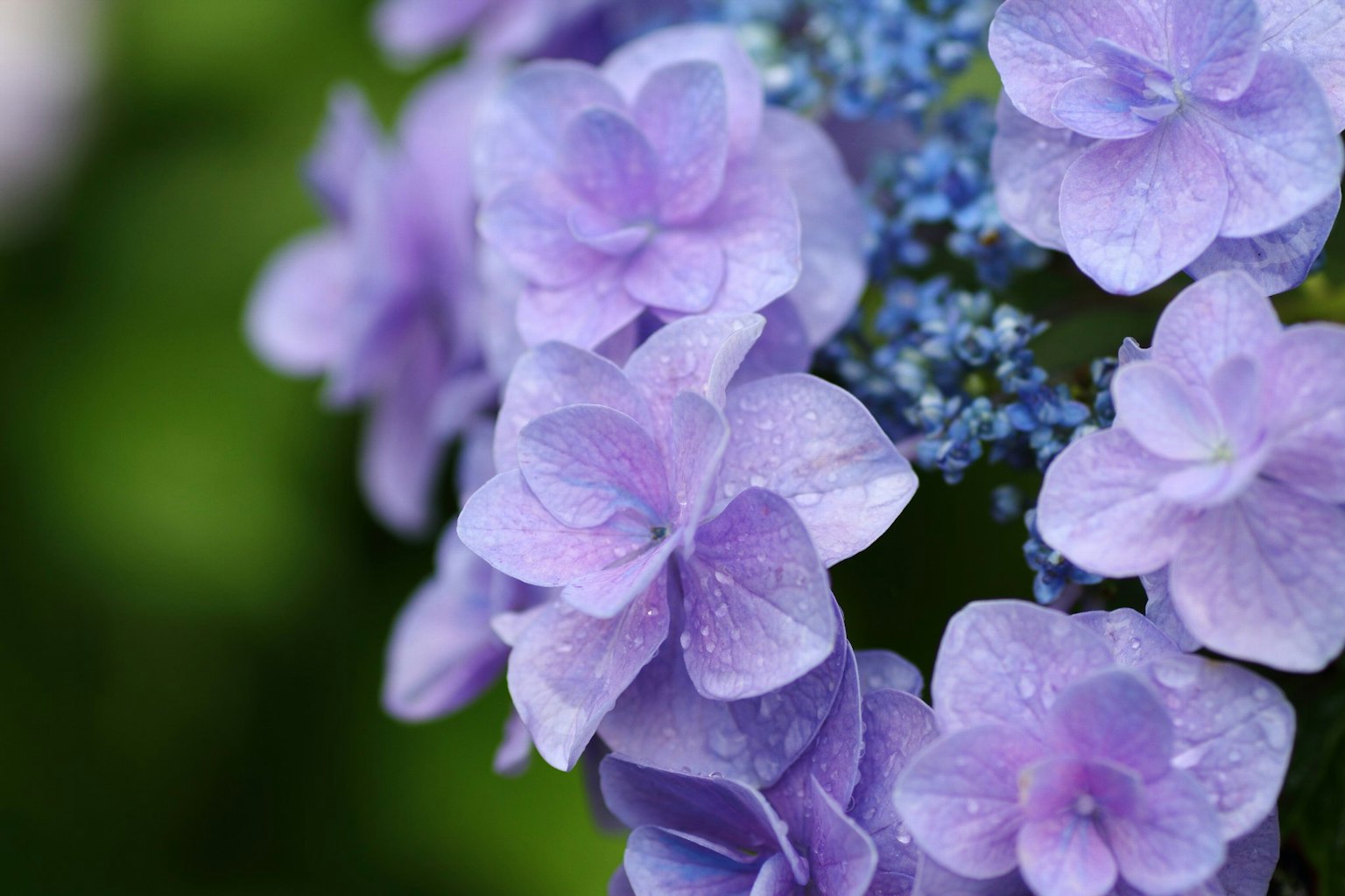Primo piano di fiori di ortensia con petali viola e gocce d'acqua