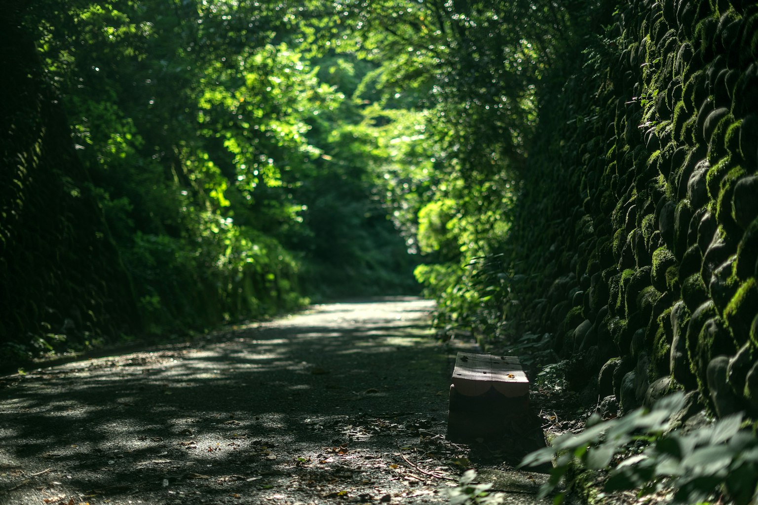 Un sentiero tranquillo circondato da verde lussureggiante luce solare che filtra attraverso un tunnel verde