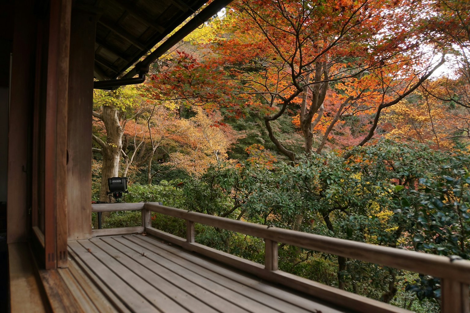 俯瞰日本花園的木陽台，周圍是生動的秋季樹葉