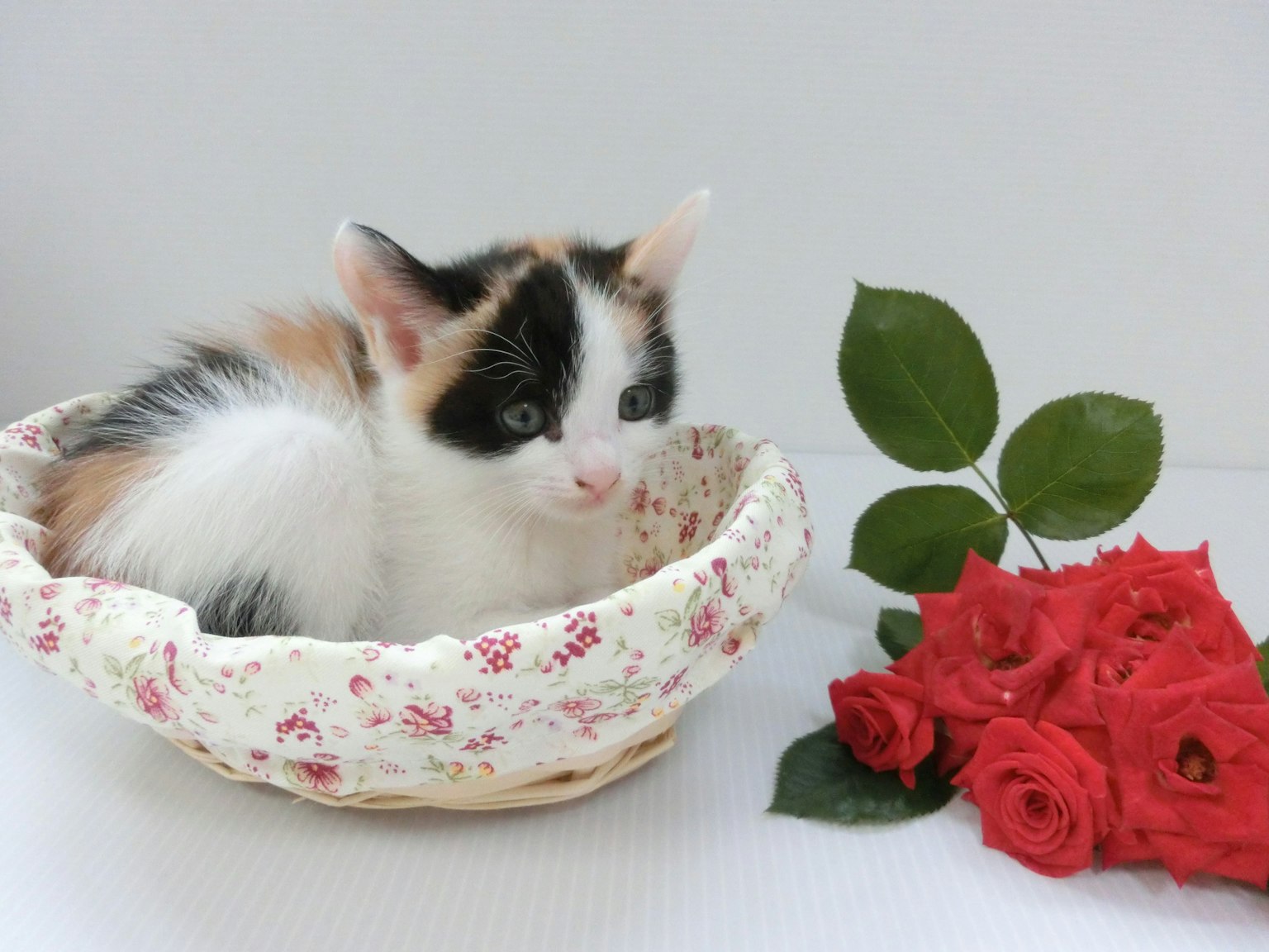 Kucing calico duduk di keranjang berbunga di samping mawar merah